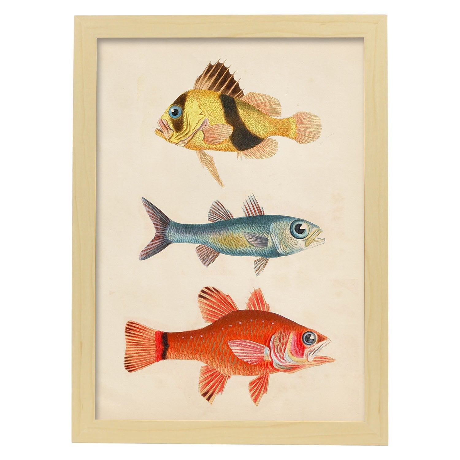 Lámina de tres peces amariilo y marron azul y rojo en , fondo papel vintage.-Artwork-Nacnic-A3-Marco Madera clara-Nacnic Estudio SL