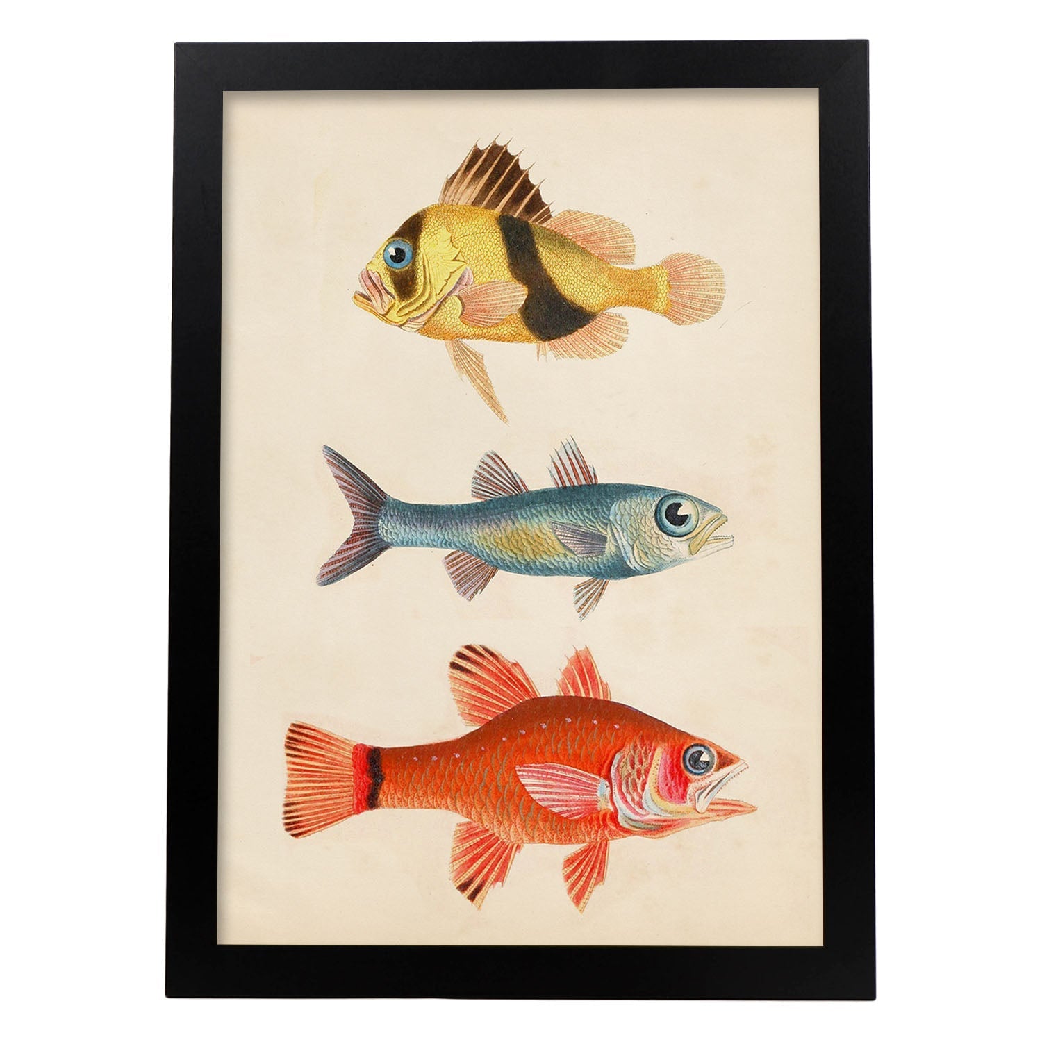 Lámina de tres peces amariilo y marron azul y rojo en , fondo papel vintage.-Artwork-Nacnic-A3-Marco Negro-Nacnic Estudio SL