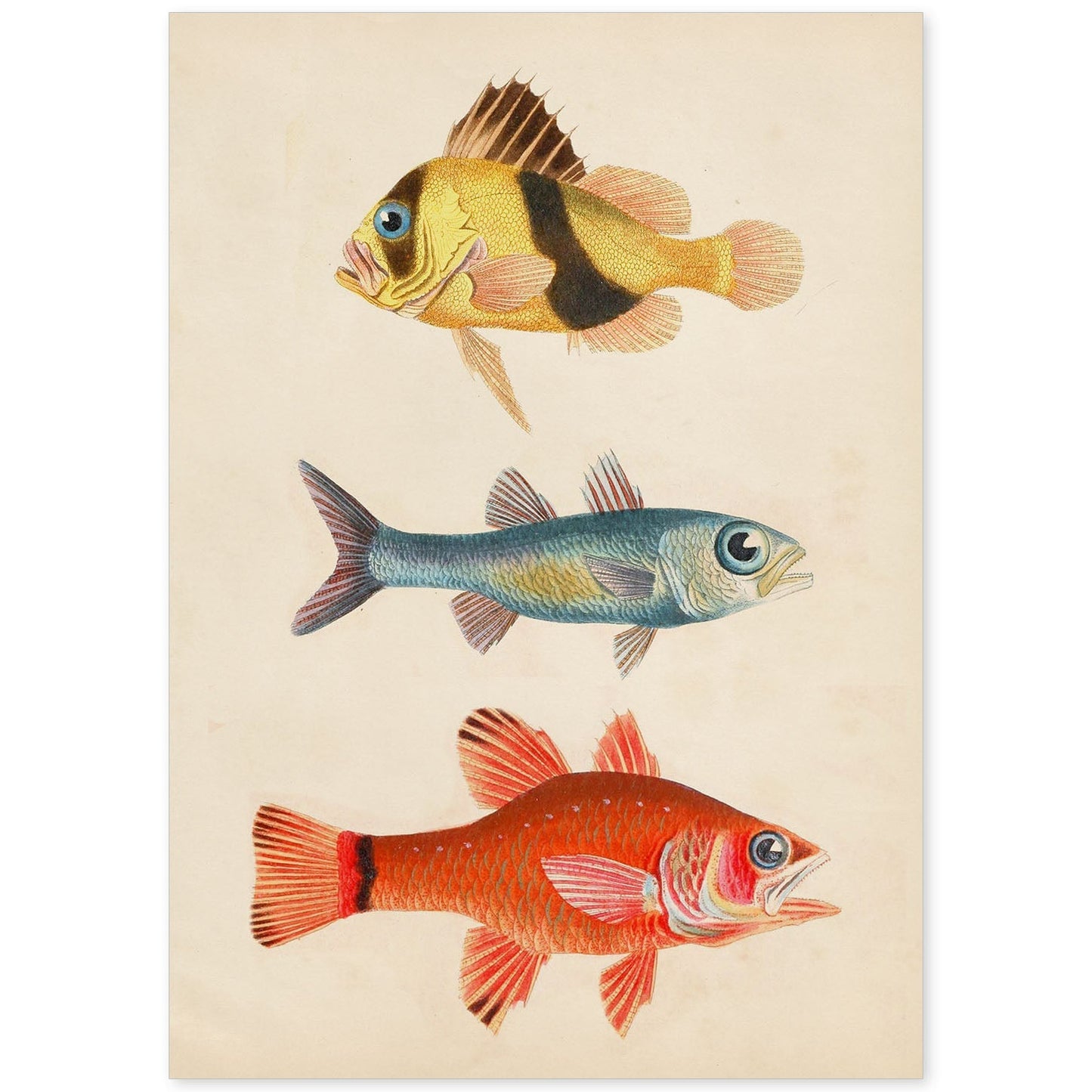 Lámina de tres peces amariilo y marron azul y rojo en , fondo papel vintage.-Artwork-Nacnic-A4-Sin marco-Nacnic Estudio SL
