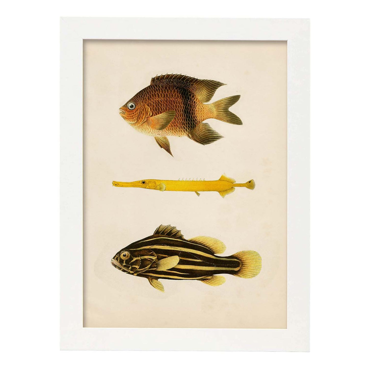 Lámina de tres peces amarillo, marron y negro en , fondo papel vintage.-Artwork-Nacnic-A3-Marco Blanco-Nacnic Estudio SL