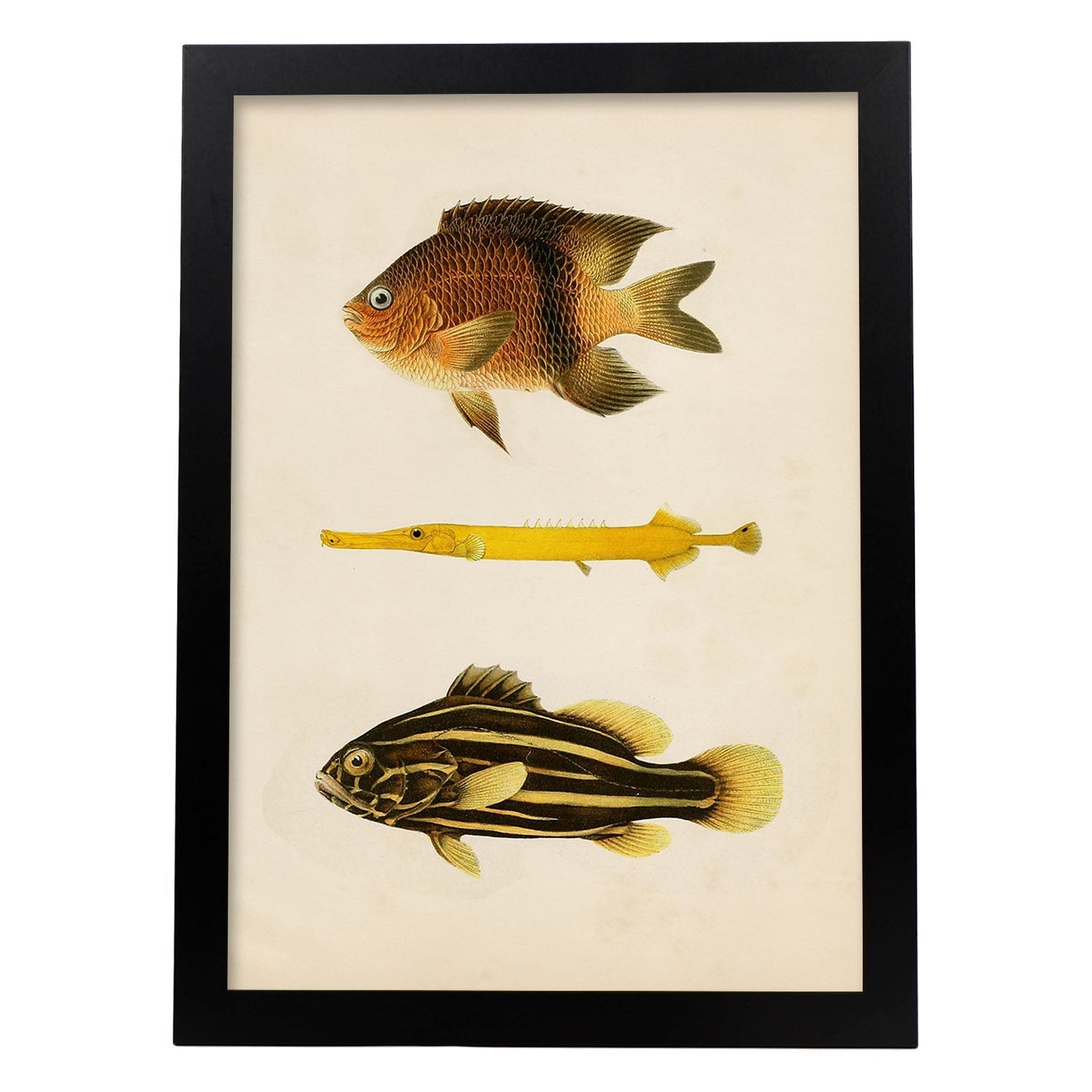 Lámina de tres peces amarillo, marron y negro en , fondo papel vintage.-Artwork-Nacnic-A3-Marco Negro-Nacnic Estudio SL