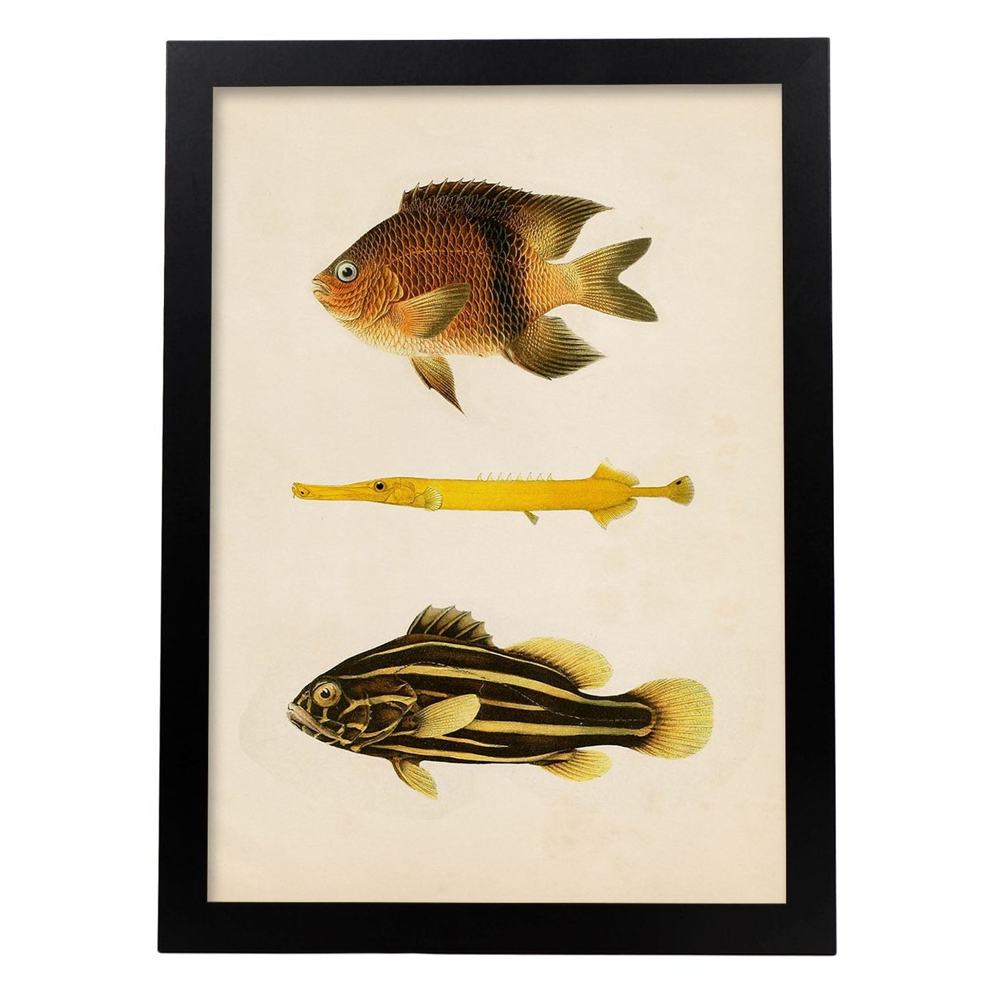Lámina de tres peces amarillo, marron y negro en , fondo papel vintage.-Artwork-Nacnic-A4-Marco Negro-Nacnic Estudio SL