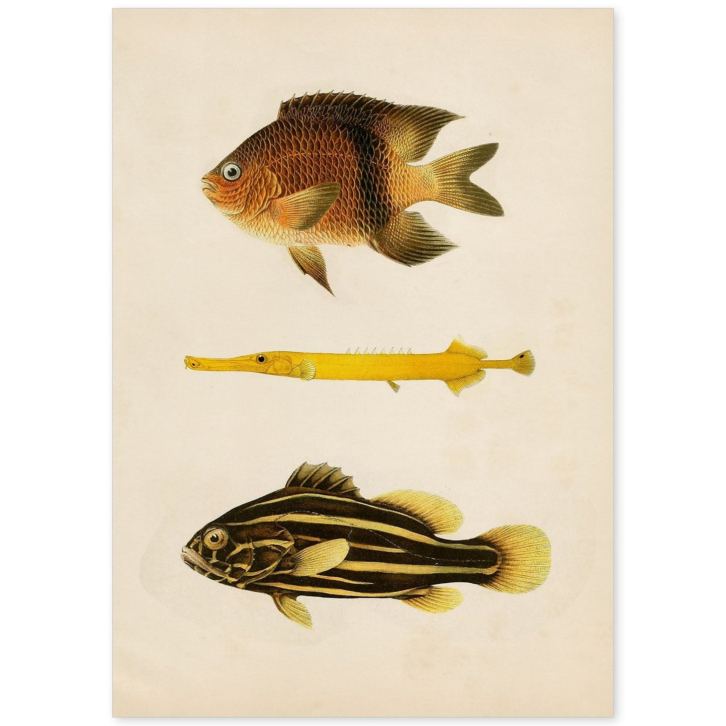 Lámina de tres peces amarillo, marron y negro en , fondo papel vintage.-Artwork-Nacnic-A4-Sin marco-Nacnic Estudio SL