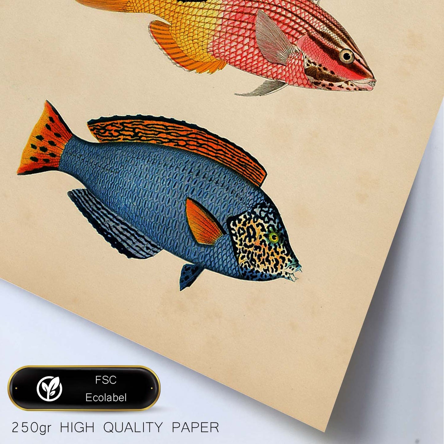 Lámina de tres peces amarillo, naranja, rojo rosa y azul en , fondo papel vintage.-Artwork-Nacnic-Nacnic Estudio SL
