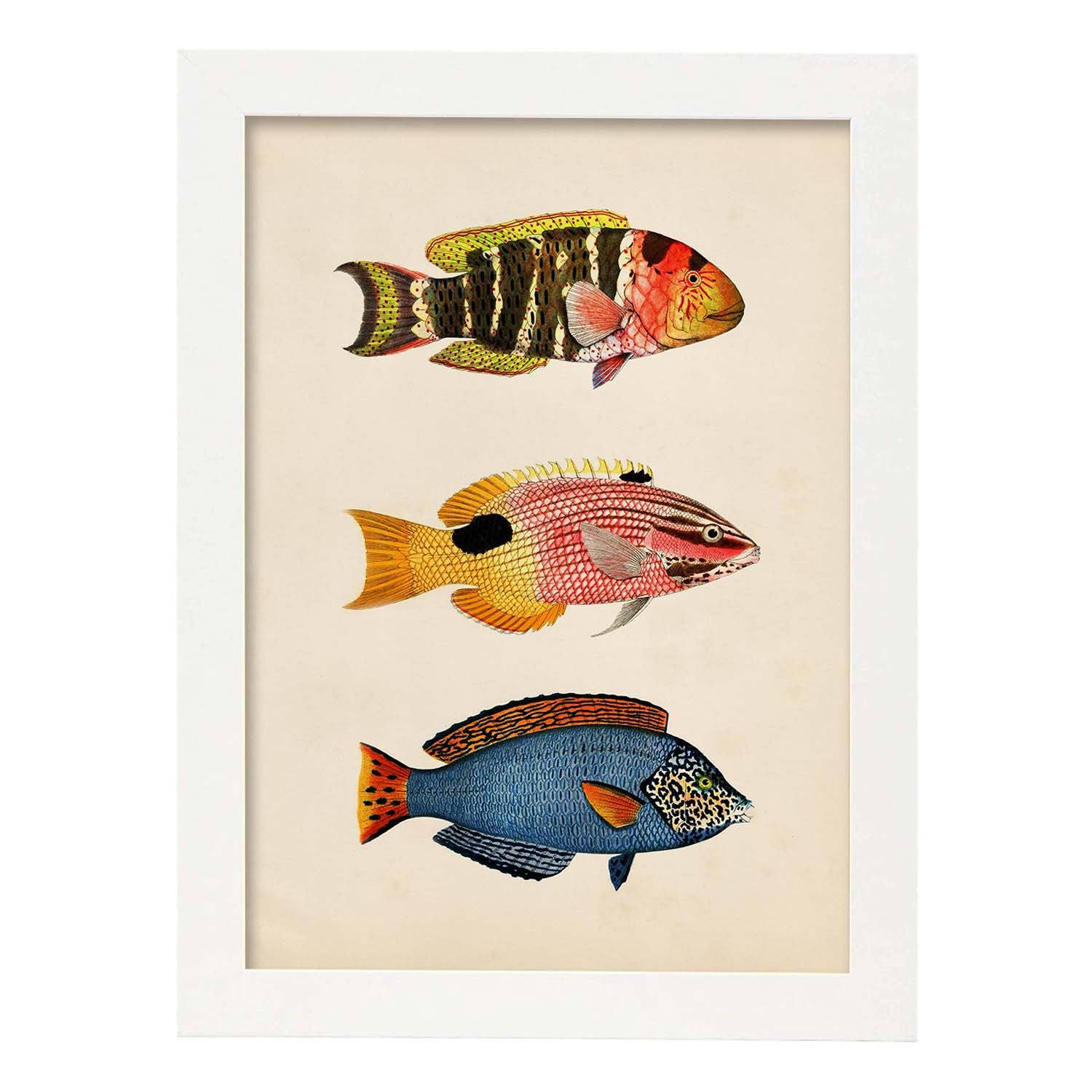 Lámina de tres peces amarillo, naranja, rojo rosa y azul en , fondo papel vintage.-Artwork-Nacnic-A3-Marco Blanco-Nacnic Estudio SL