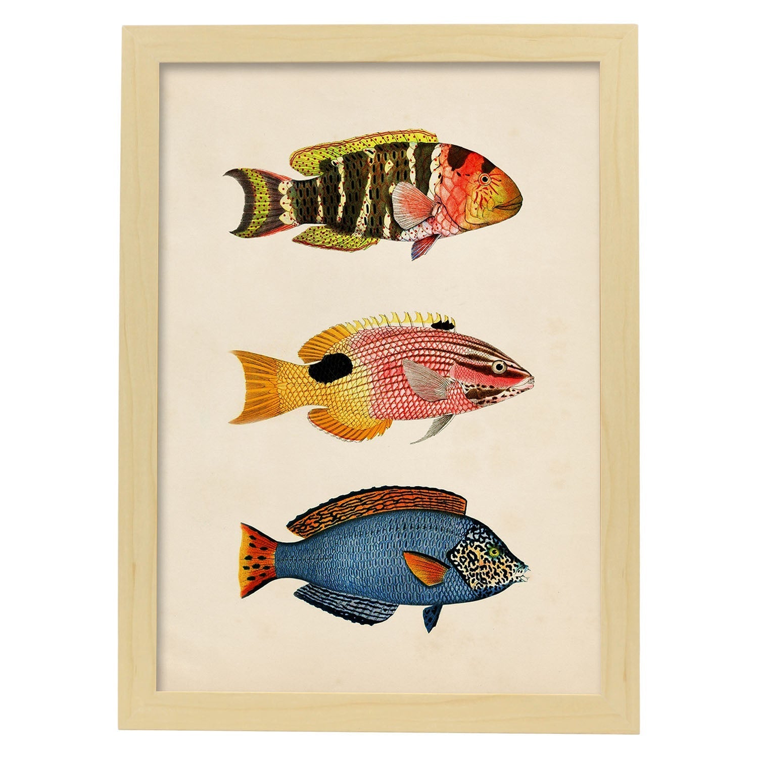Lámina de tres peces amarillo, naranja, rojo rosa y azul en , fondo papel vintage.-Artwork-Nacnic-A3-Marco Madera clara-Nacnic Estudio SL