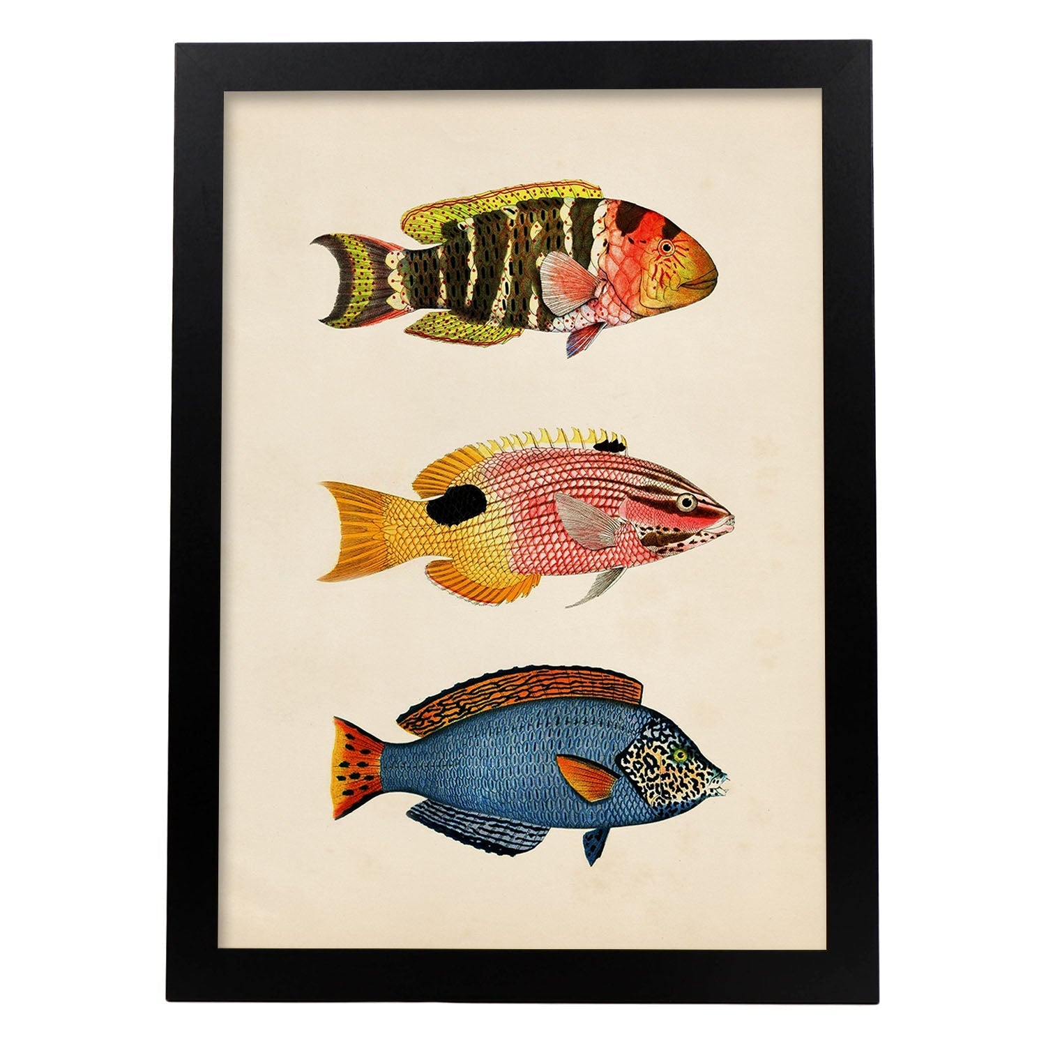 Lámina de tres peces amarillo, naranja, rojo rosa y azul en , fondo papel vintage.-Artwork-Nacnic-A3-Marco Negro-Nacnic Estudio SL