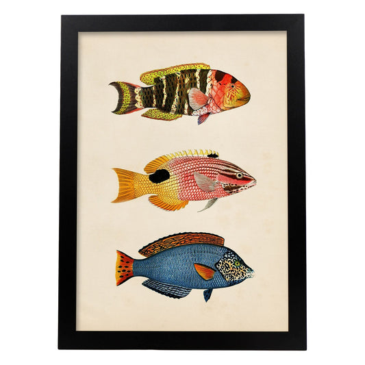 Lámina de tres peces amarillo, naranja, rojo rosa y azul en , fondo papel vintage.-Artwork-Nacnic-A4-Marco Negro-Nacnic Estudio SL