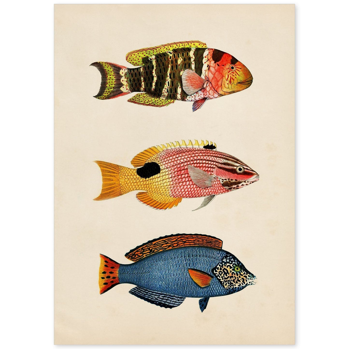 Lámina de tres peces amarillo, naranja, rojo rosa y azul en , fondo papel vintage.-Artwork-Nacnic-A4-Sin marco-Nacnic Estudio SL