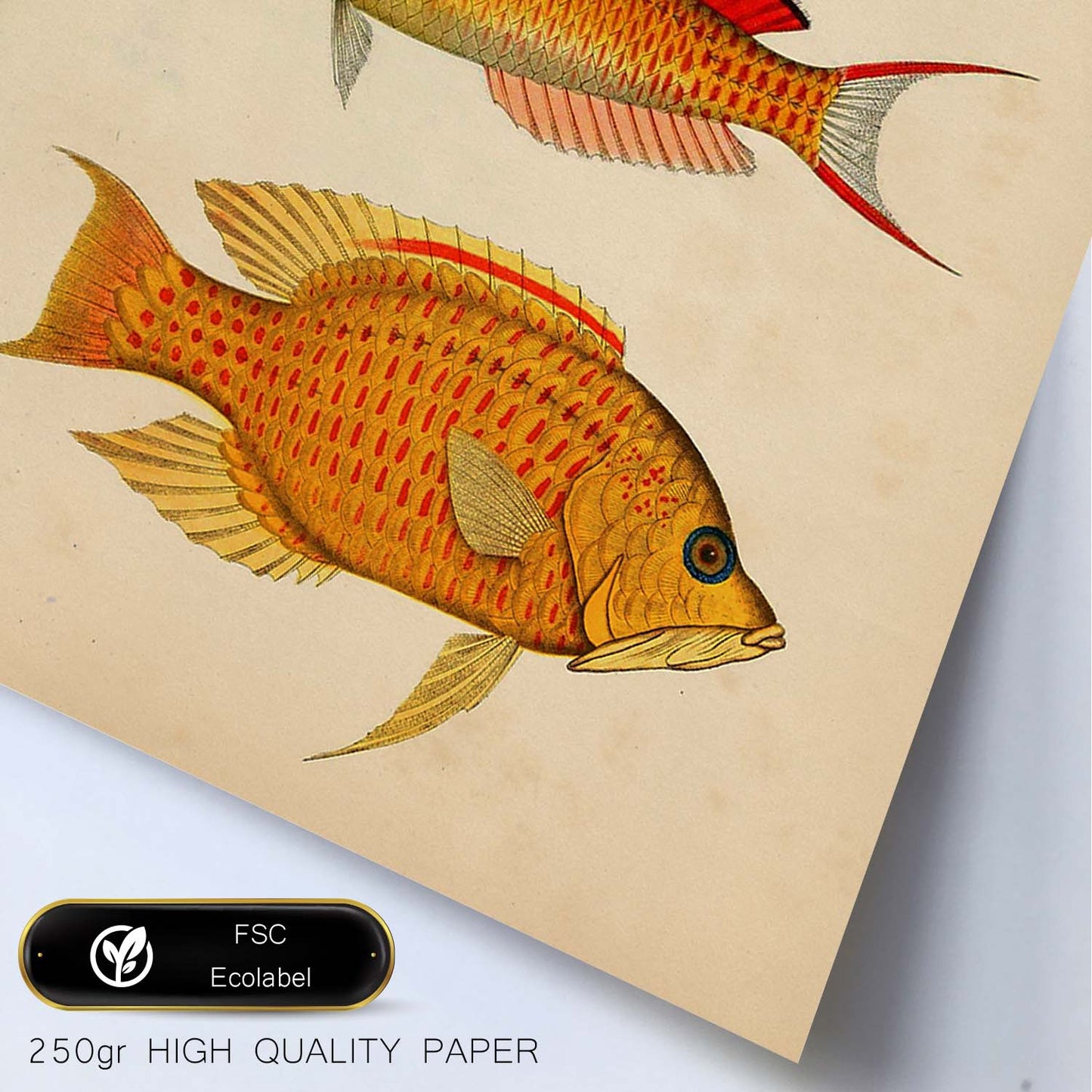 Lámina de tres peces amarillo, negro, rojo y naranja en , fondo papel vintage.-Artwork-Nacnic-Nacnic Estudio SL