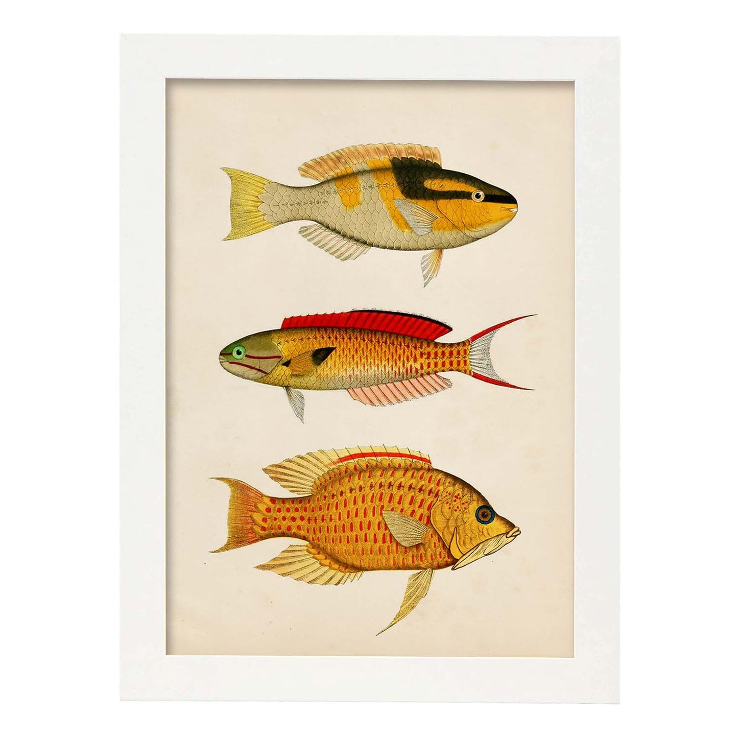 Lámina de tres peces amarillo, negro, rojo y naranja en , fondo papel vintage.-Artwork-Nacnic-A3-Marco Blanco-Nacnic Estudio SL