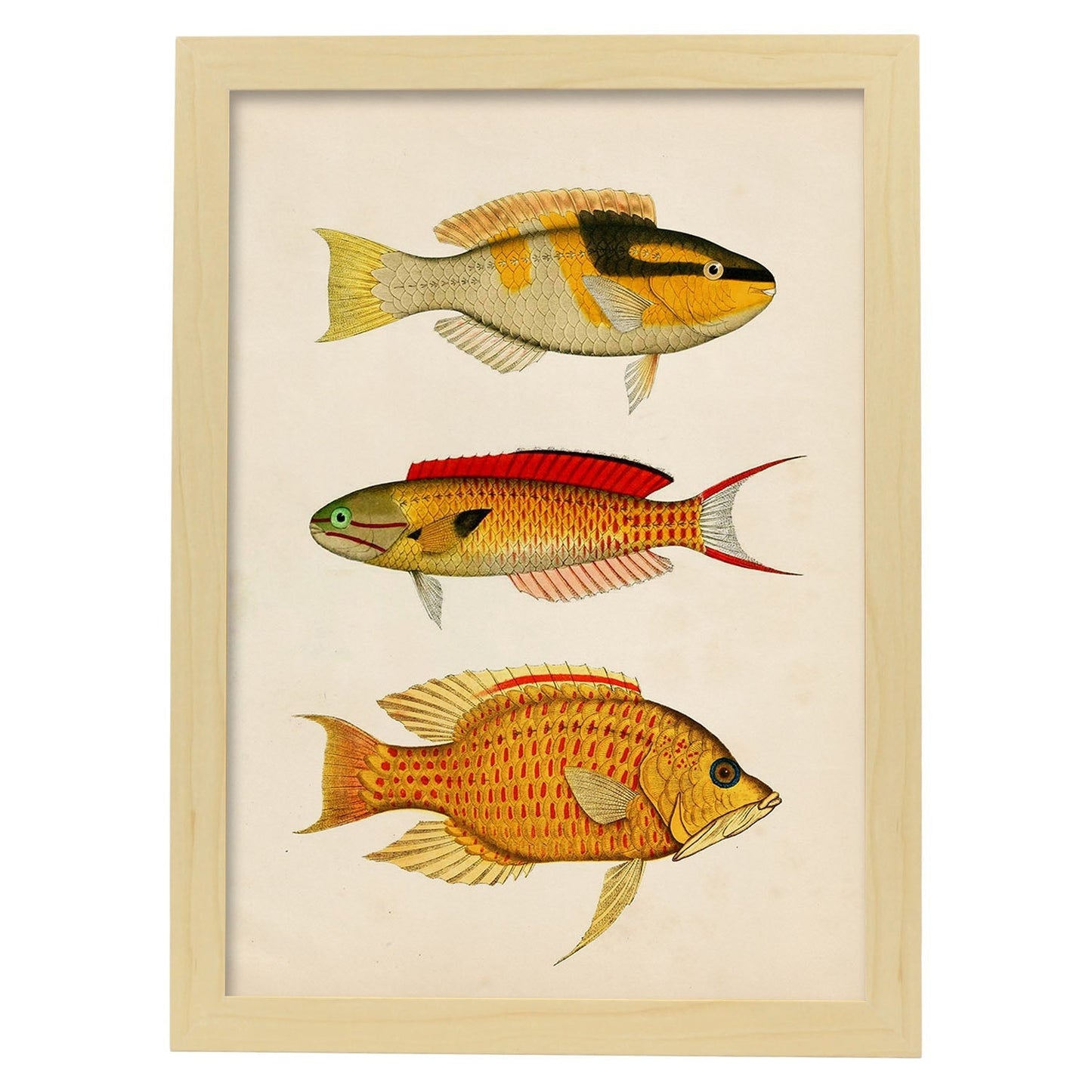 Lámina de tres peces amarillo, negro, rojo y naranja en , fondo papel vintage.-Artwork-Nacnic-A3-Marco Madera clara-Nacnic Estudio SL