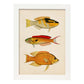 Lámina de tres peces amarillo, negro, rojo y naranja en , fondo papel vintage.-Artwork-Nacnic-A4-Marco Blanco-Nacnic Estudio SL