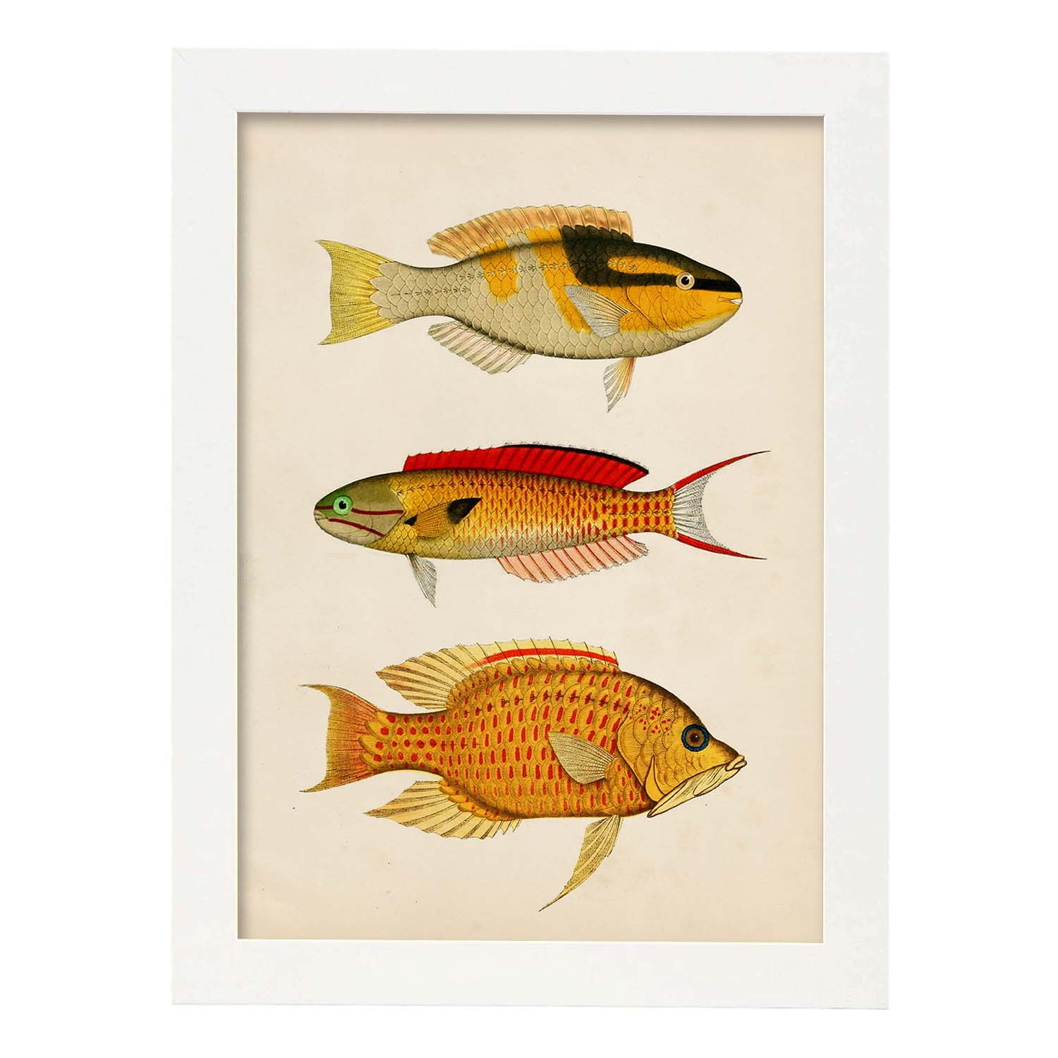 Lámina de tres peces amarillo, negro, rojo y naranja en , fondo papel vintage.-Artwork-Nacnic-A4-Marco Blanco-Nacnic Estudio SL
