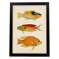 Lámina de tres peces amarillo, negro, rojo y naranja en , fondo papel vintage.-Artwork-Nacnic-A4-Marco Negro-Nacnic Estudio SL