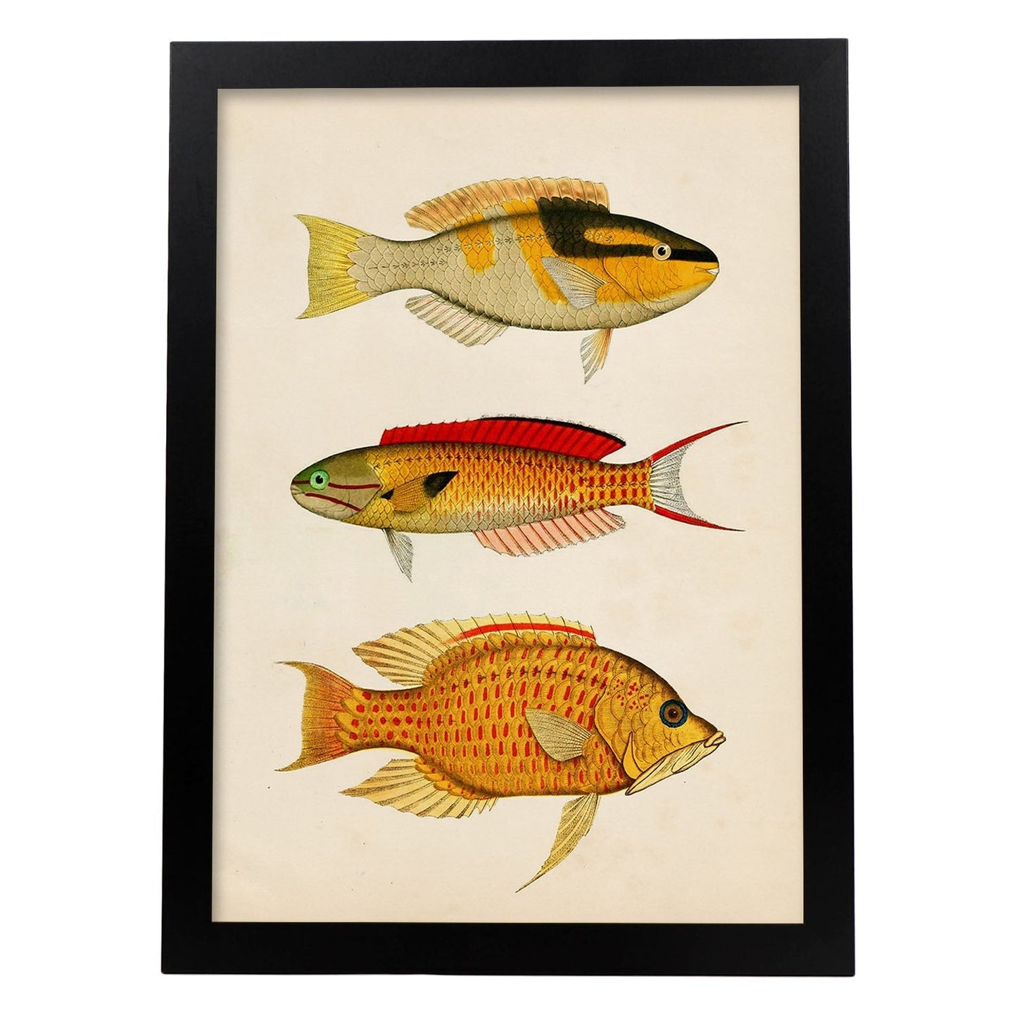 Lámina de tres peces amarillo, negro, rojo y naranja en , fondo papel vintage.-Artwork-Nacnic-A4-Marco Negro-Nacnic Estudio SL