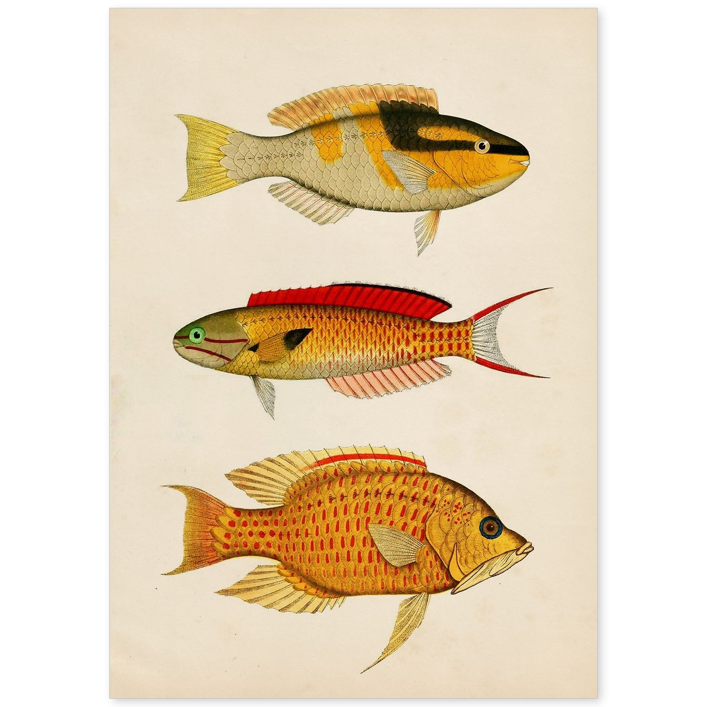 Lámina de tres peces amarillo, negro, rojo y naranja en , fondo papel vintage.-Artwork-Nacnic-A4-Sin marco-Nacnic Estudio SL