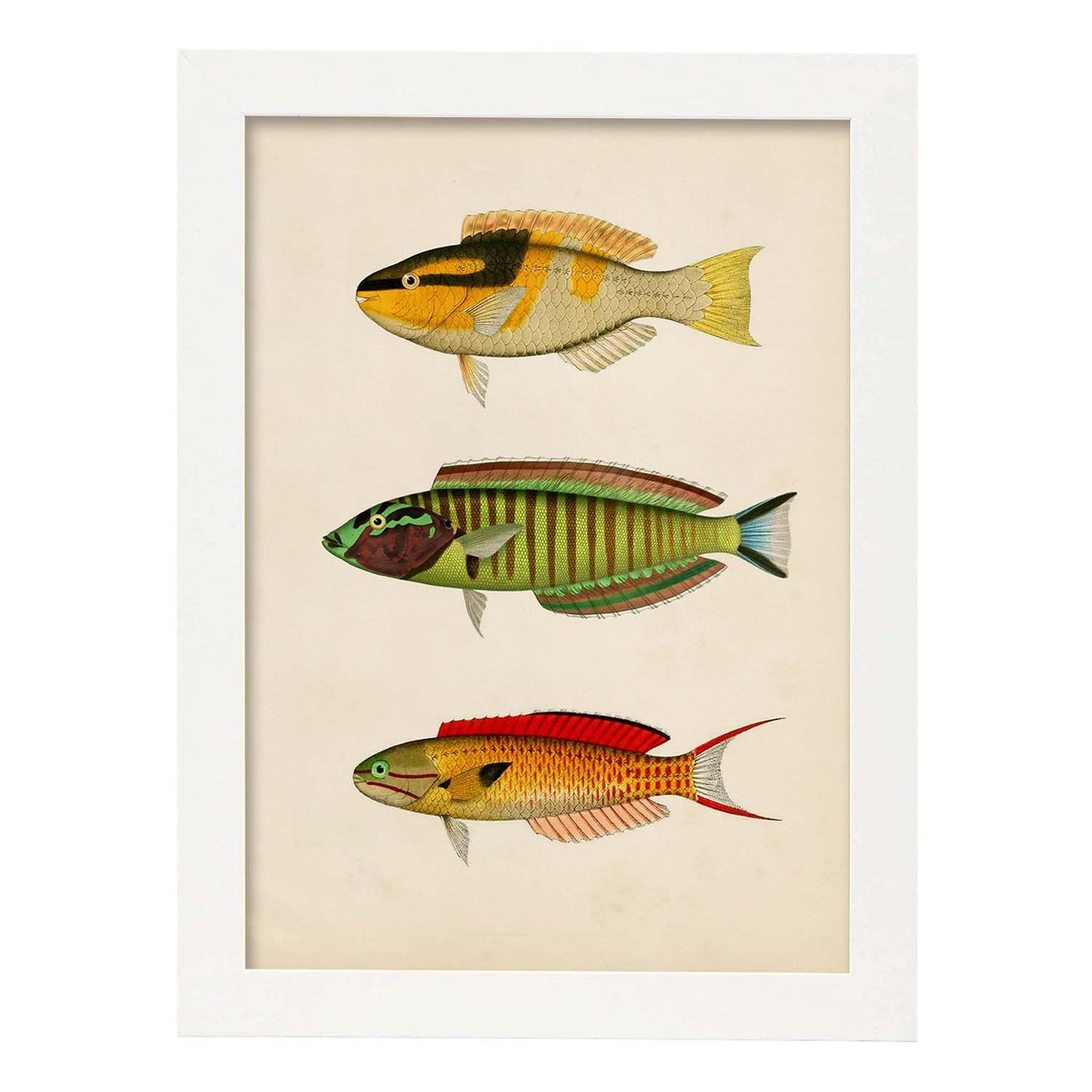 Lámina de tres peces amarillo, negro, verde, rojo, azul y naranja en , fondo papel vintage.-Artwork-Nacnic-A3-Marco Blanco-Nacnic Estudio SL