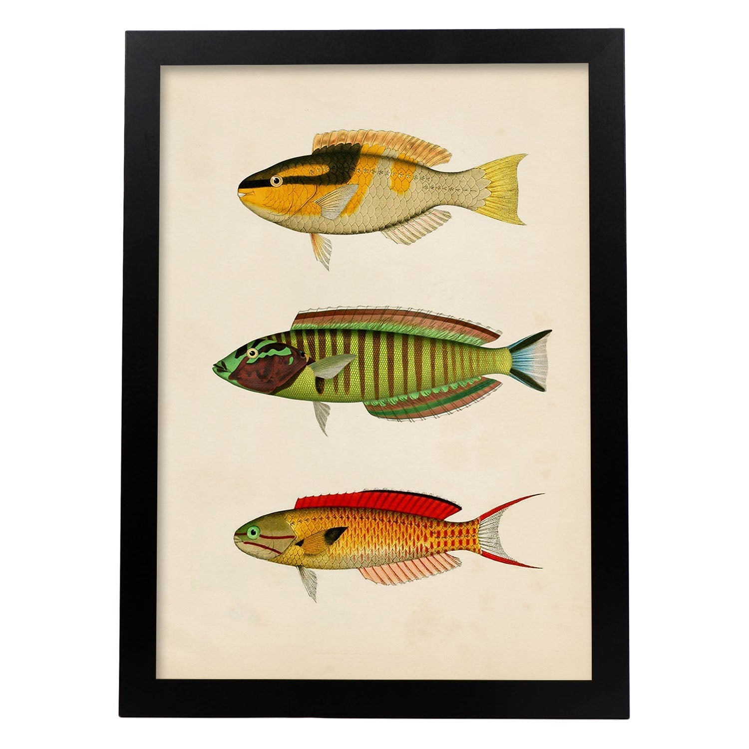 Lámina de tres peces amarillo, negro, verde, rojo, azul y naranja en , fondo papel vintage.-Artwork-Nacnic-A3-Marco Negro-Nacnic Estudio SL