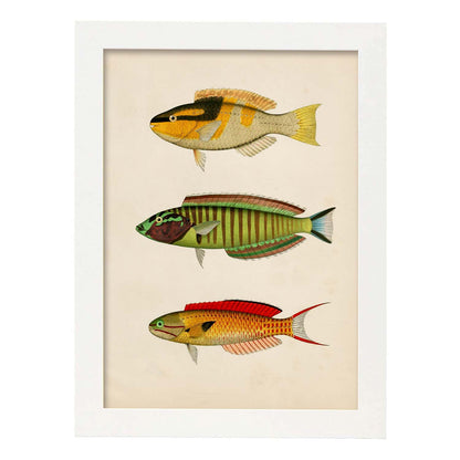 Lámina de tres peces amarillo, negro, verde, rojo, azul y naranja en , fondo papel vintage.-Artwork-Nacnic-A4-Marco Blanco-Nacnic Estudio SL