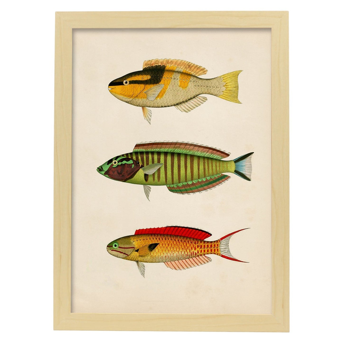 Lámina de tres peces amarillo, negro, verde, rojo, azul y naranja en , fondo papel vintage.-Artwork-Nacnic-A4-Marco Madera clara-Nacnic Estudio SL