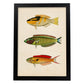 Lámina de tres peces amarillo, negro, verde, rojo, azul y naranja en , fondo papel vintage.-Artwork-Nacnic-A4-Marco Negro-Nacnic Estudio SL