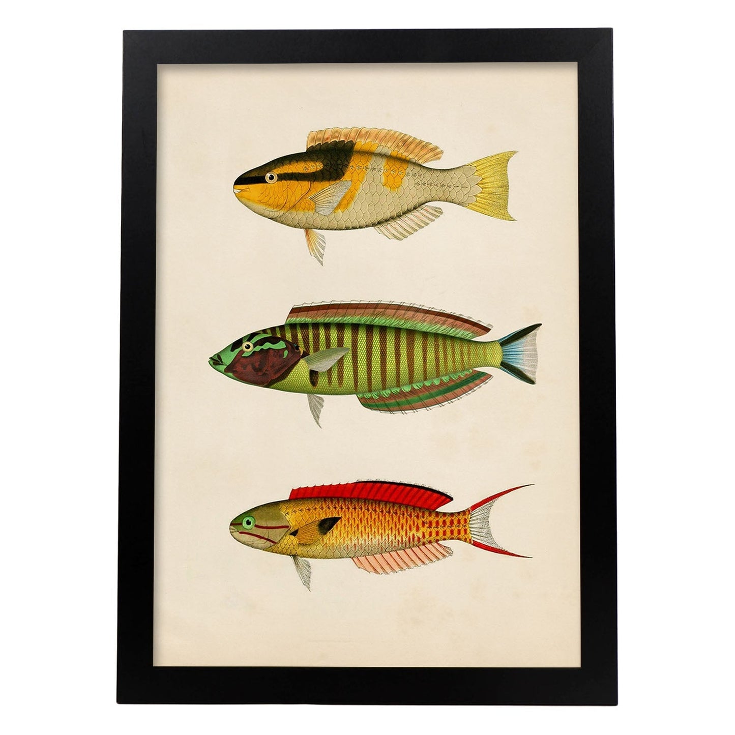 Lámina de tres peces amarillo, negro, verde, rojo, azul y naranja en , fondo papel vintage.-Artwork-Nacnic-A4-Marco Negro-Nacnic Estudio SL