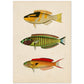 Lámina de tres peces amarillo, negro, verde, rojo, azul y naranja en , fondo papel vintage.-Artwork-Nacnic-A4-Sin marco-Nacnic Estudio SL