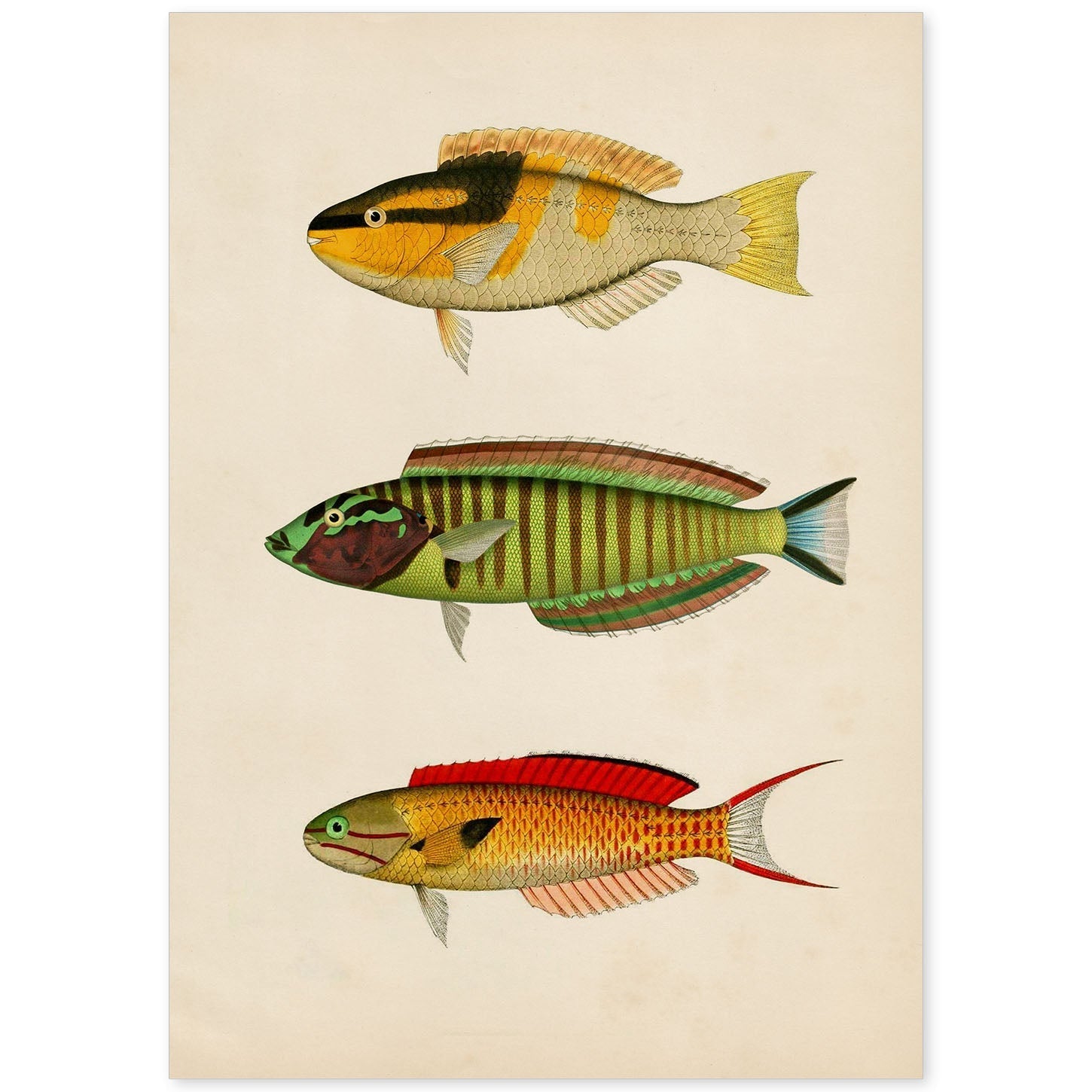 Lámina de tres peces amarillo, negro, verde, rojo, azul y naranja en , fondo papel vintage.-Artwork-Nacnic-A4-Sin marco-Nacnic Estudio SL
