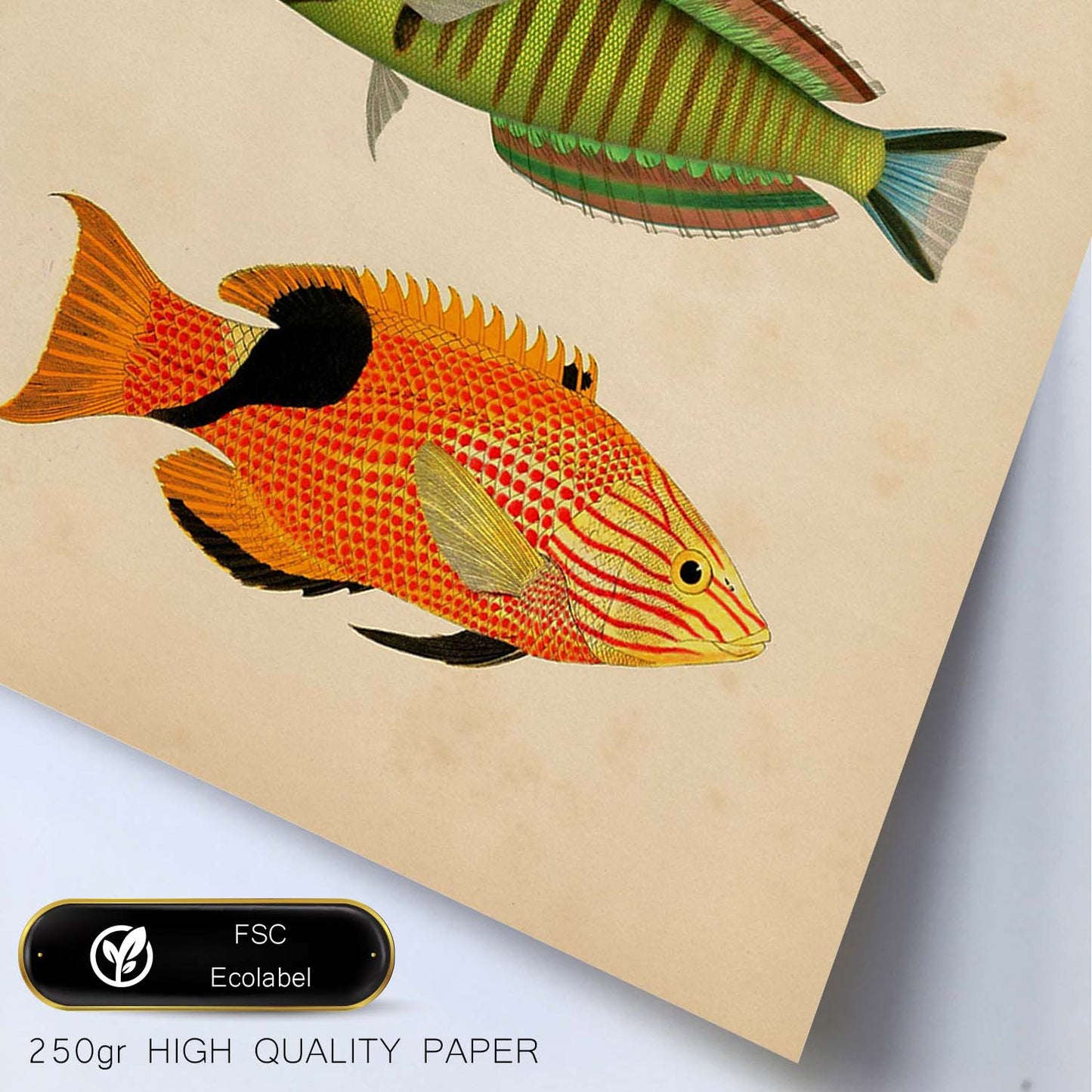 Lámina de tres peces amarillo, rojo, azul verde, marron, naranja y negro en , fondo papel vintage.-Artwork-Nacnic-Nacnic Estudio SL