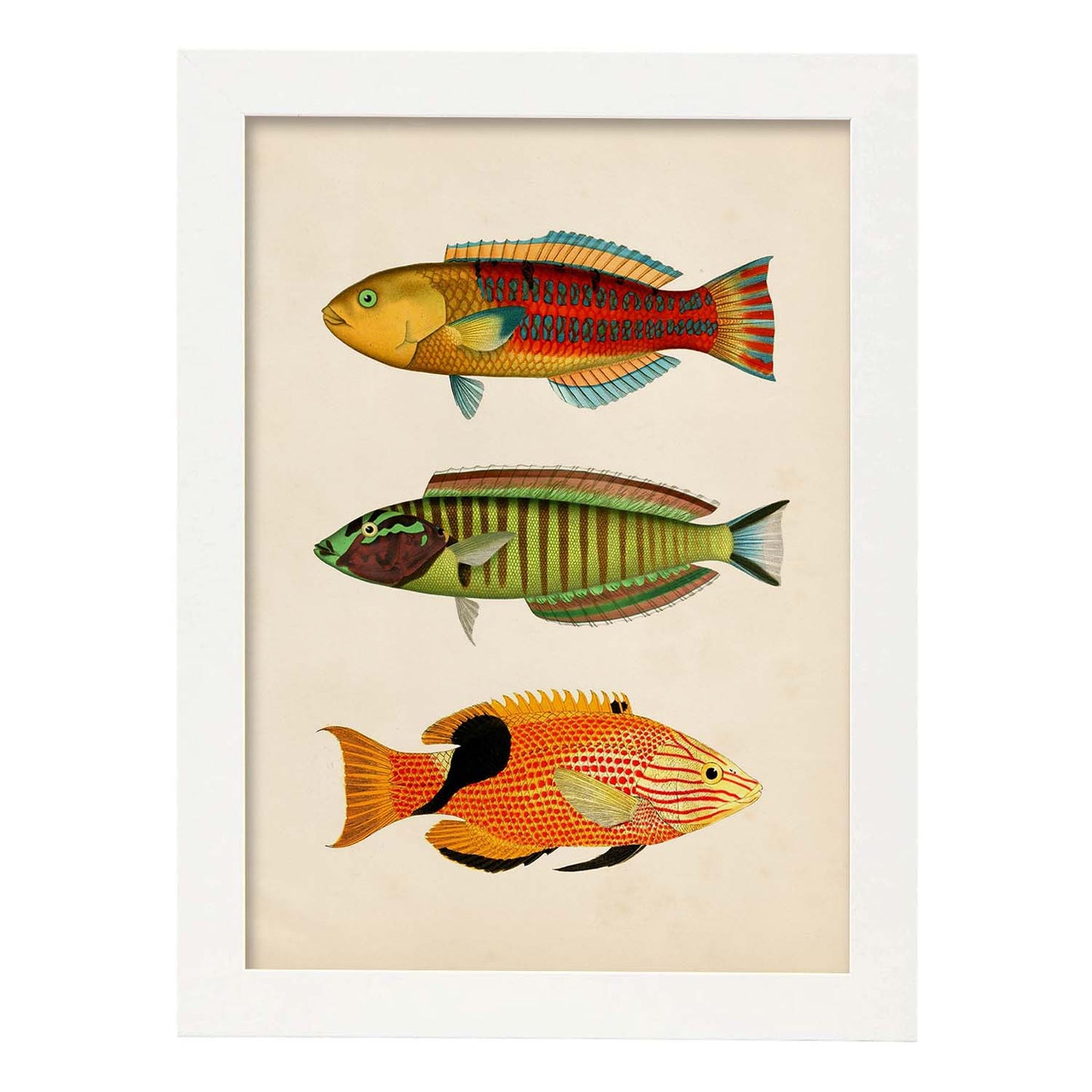 Lámina de tres peces amarillo, rojo, azul verde, marron, naranja y negro en , fondo papel vintage.-Artwork-Nacnic-A3-Marco Blanco-Nacnic Estudio SL