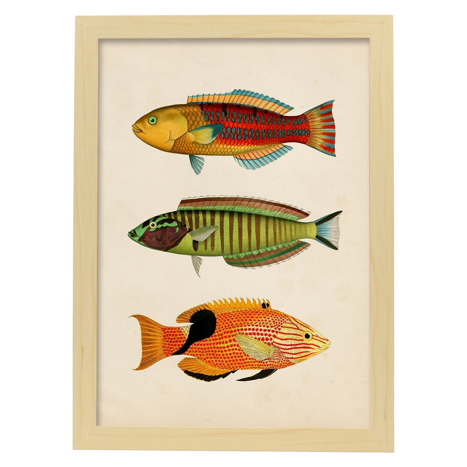 Lámina de tres peces amarillo, rojo, azul verde, marron, naranja y negro en , fondo papel vintage.-Artwork-Nacnic-A3-Marco Madera clara-Nacnic Estudio SL