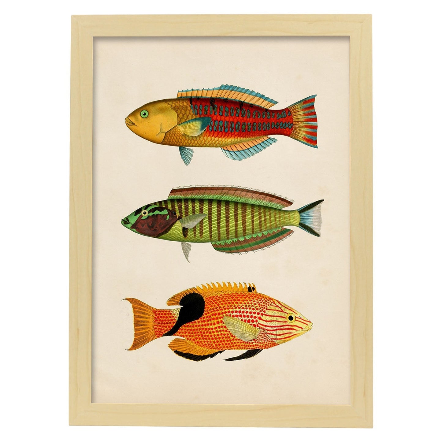 Lámina de tres peces amarillo, rojo, azul verde, marron, naranja y negro en , fondo papel vintage.-Artwork-Nacnic-A4-Marco Madera clara-Nacnic Estudio SL