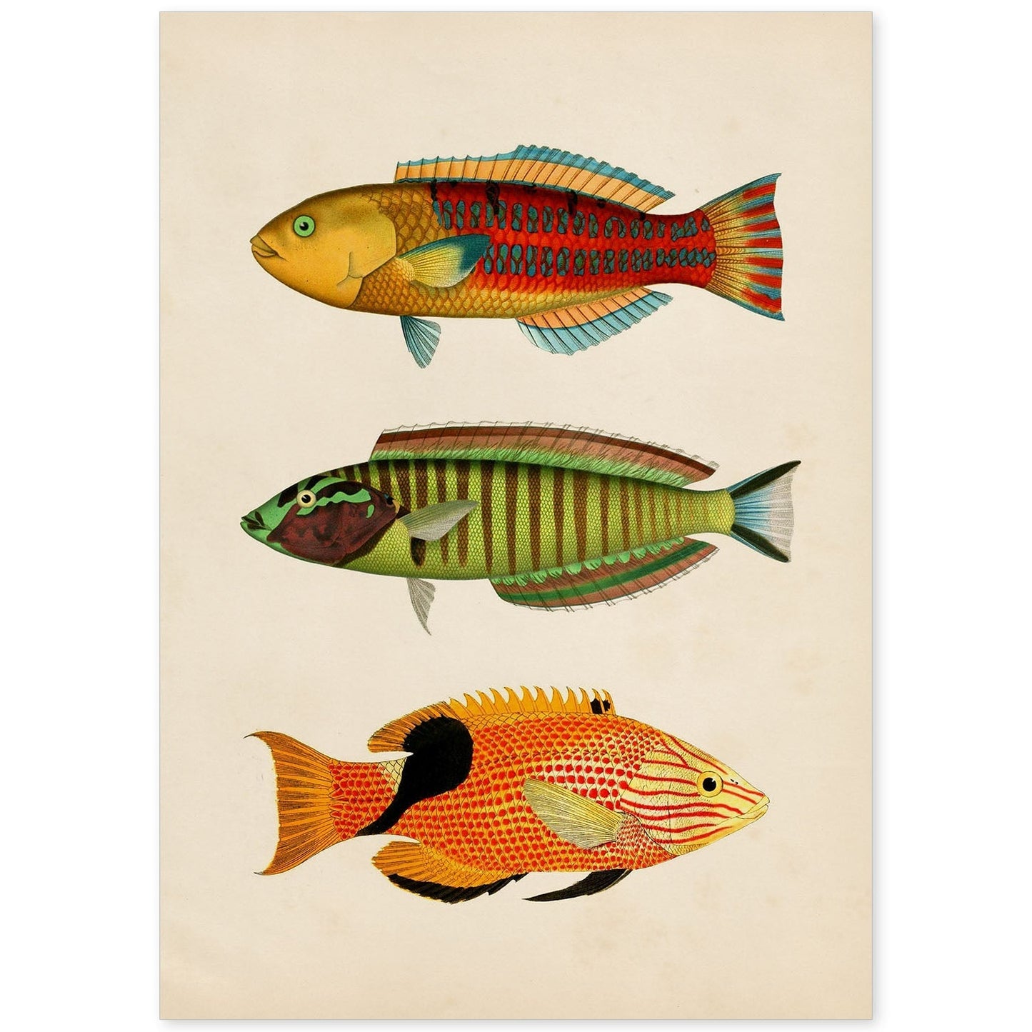 Lámina de tres peces amarillo, rojo, azul verde, marron, naranja y negro en , fondo papel vintage.-Artwork-Nacnic-A4-Sin marco-Nacnic Estudio SL