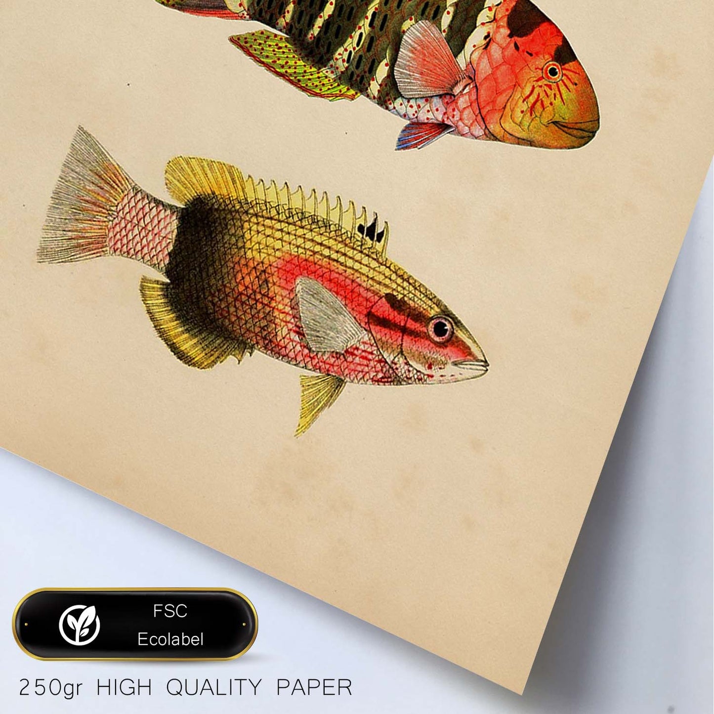 Lámina de tres peces amarillo, rojo, naranja y negro en , fondo papel vintage.-Artwork-Nacnic-Nacnic Estudio SL