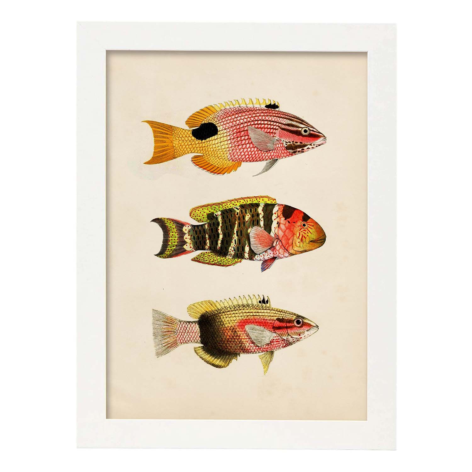 Lámina de tres peces amarillo, rojo, naranja y negro en , fondo papel vintage.-Artwork-Nacnic-A3-Marco Blanco-Nacnic Estudio SL