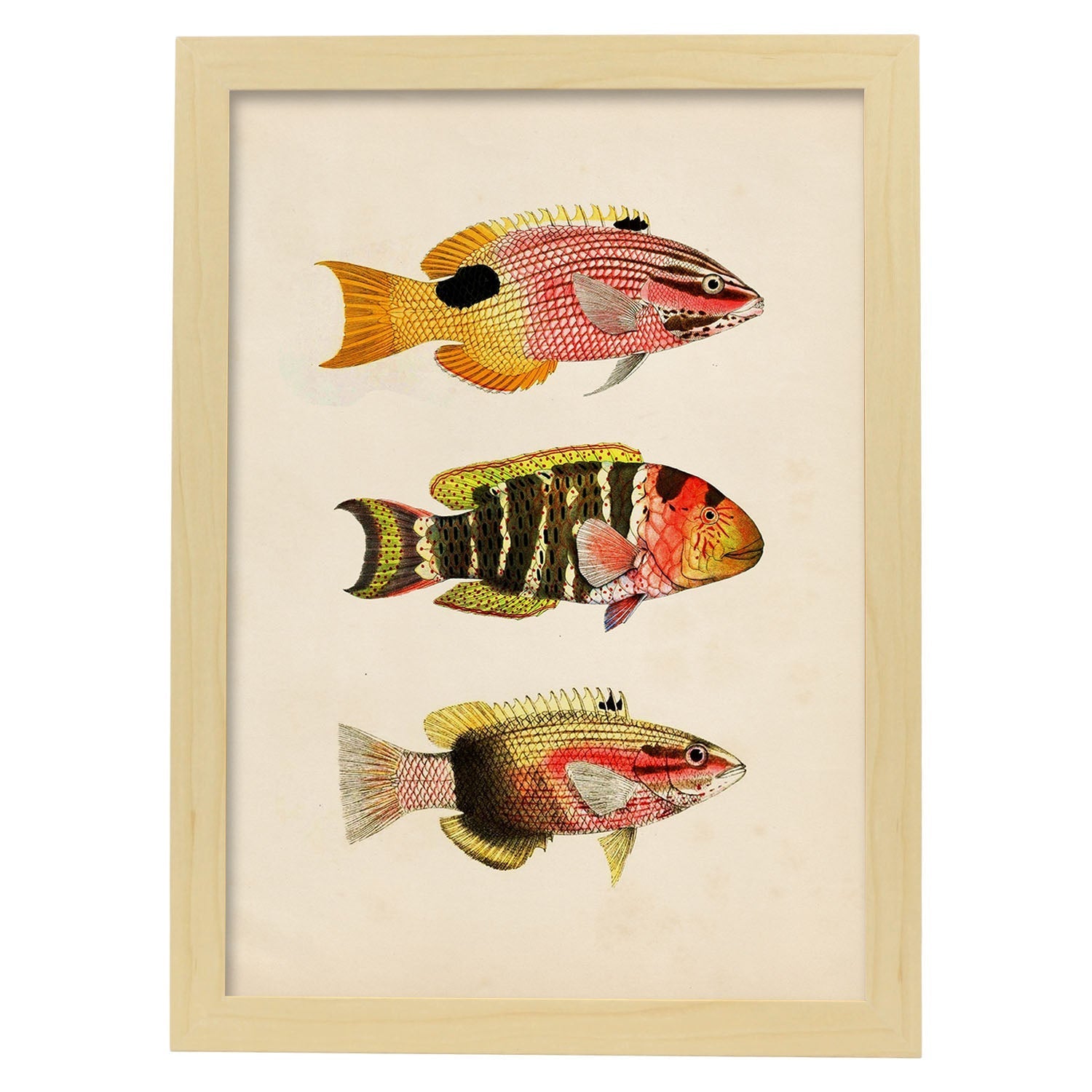 Lámina de tres peces amarillo, rojo, naranja y negro en , fondo papel vintage.-Artwork-Nacnic-A3-Marco Madera clara-Nacnic Estudio SL