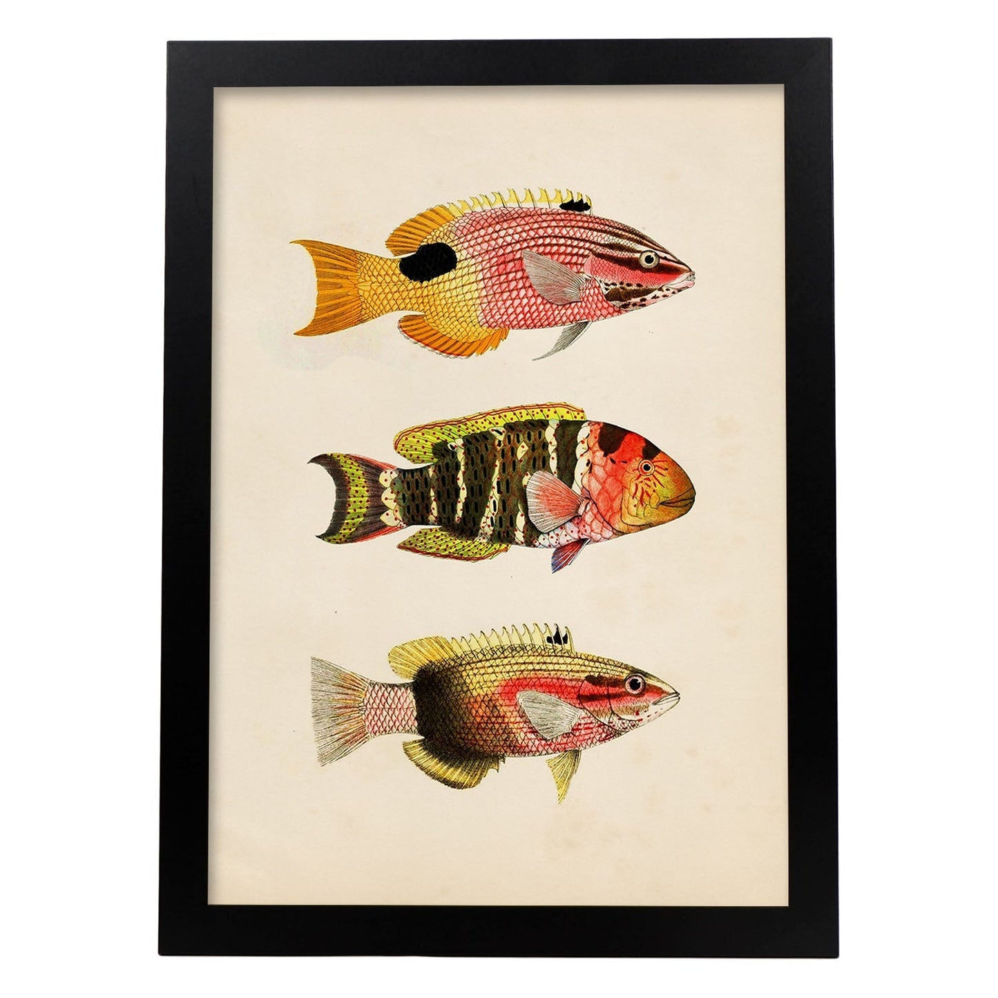 Lámina de tres peces amarillo, rojo, naranja y negro en , fondo papel vintage.-Artwork-Nacnic-A3-Marco Negro-Nacnic Estudio SL