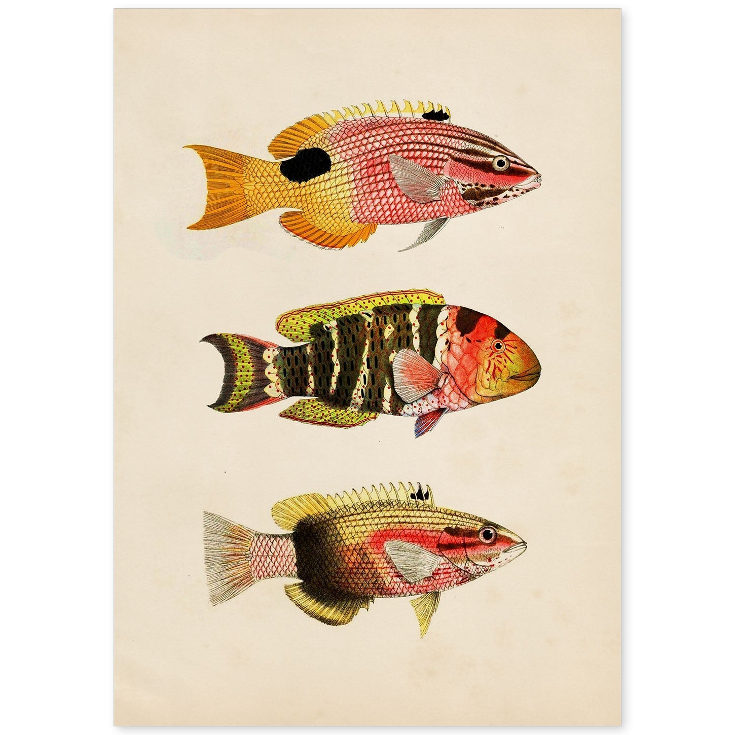 Lámina de tres peces amarillo, rojo, naranja y negro en , fondo papel vintage.-Artwork-Nacnic-A4-Sin marco-Nacnic Estudio SL