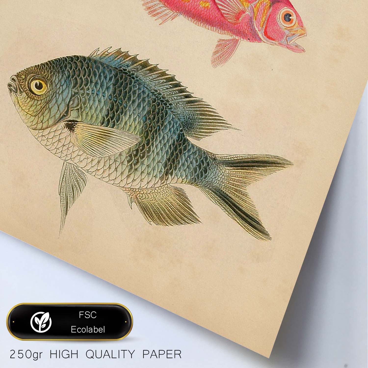 Lámina de tres peces amarillo y marron rojo, rosa, y azul y gris en , fondo papel vintage.-Artwork-Nacnic-Nacnic Estudio SL