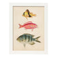 Lámina de tres peces amarillo y marron rojo, rosa, y azul y gris en , fondo papel vintage.-Artwork-Nacnic-A3-Marco Blanco-Nacnic Estudio SL