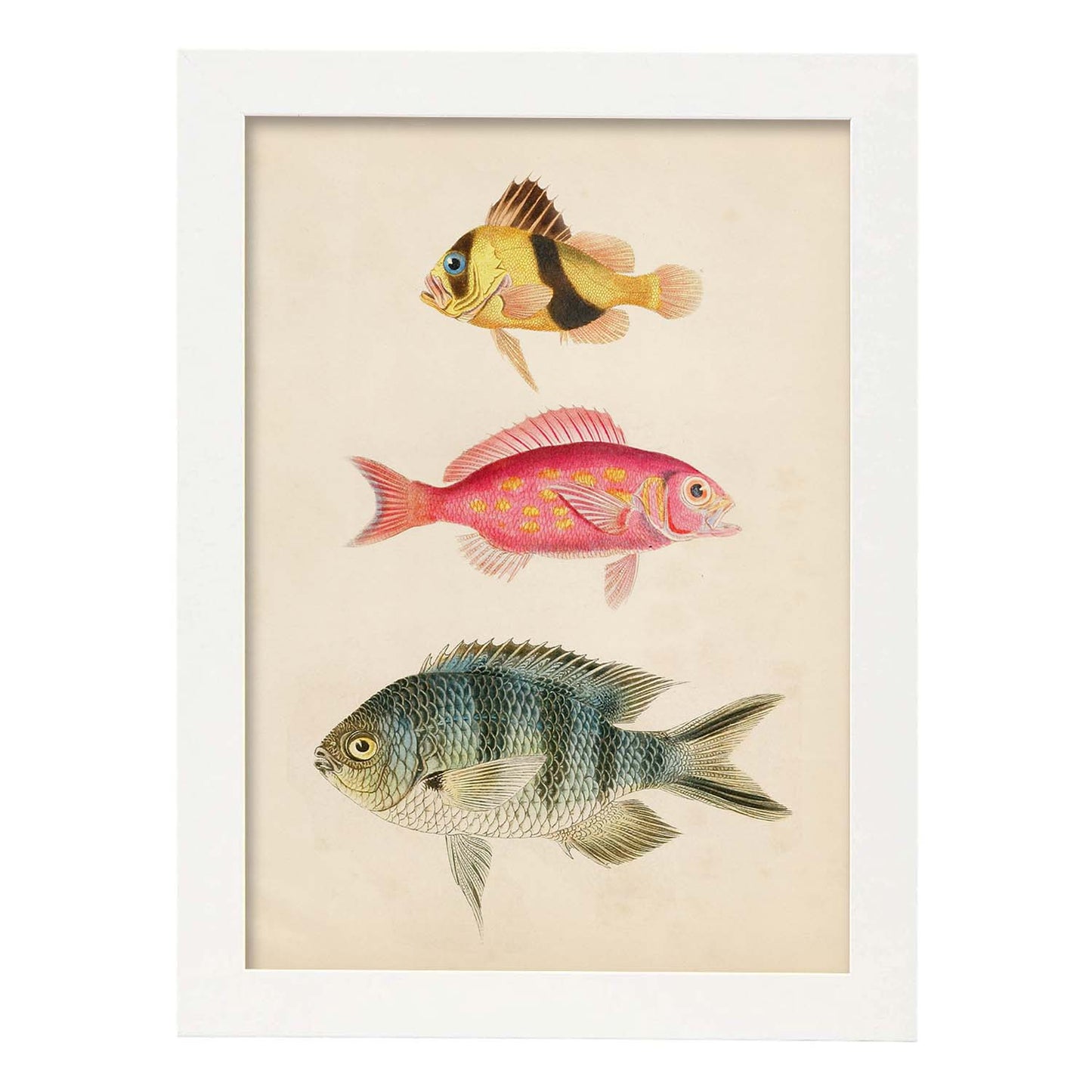 Lámina de tres peces amarillo y marron rojo, rosa, y azul y gris en , fondo papel vintage.-Artwork-Nacnic-A3-Marco Blanco-Nacnic Estudio SL
