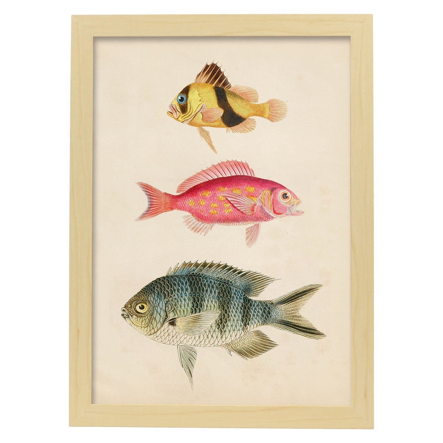 Lámina de tres peces amarillo y marron rojo, rosa, y azul y gris en , fondo papel vintage.-Artwork-Nacnic-A3-Marco Madera clara-Nacnic Estudio SL