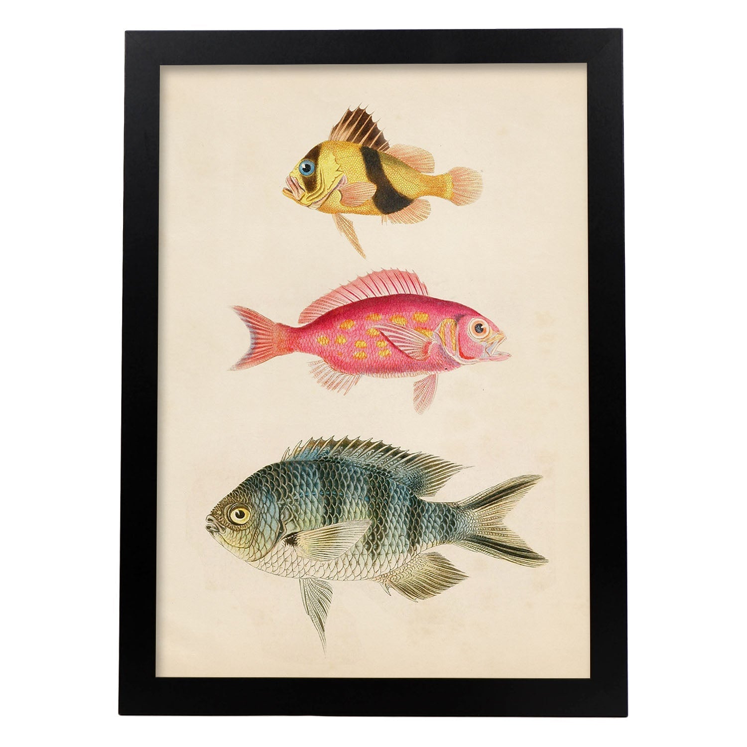 Lámina de tres peces amarillo y marron rojo, rosa, y azul y gris en , fondo papel vintage.-Artwork-Nacnic-A3-Marco Negro-Nacnic Estudio SL