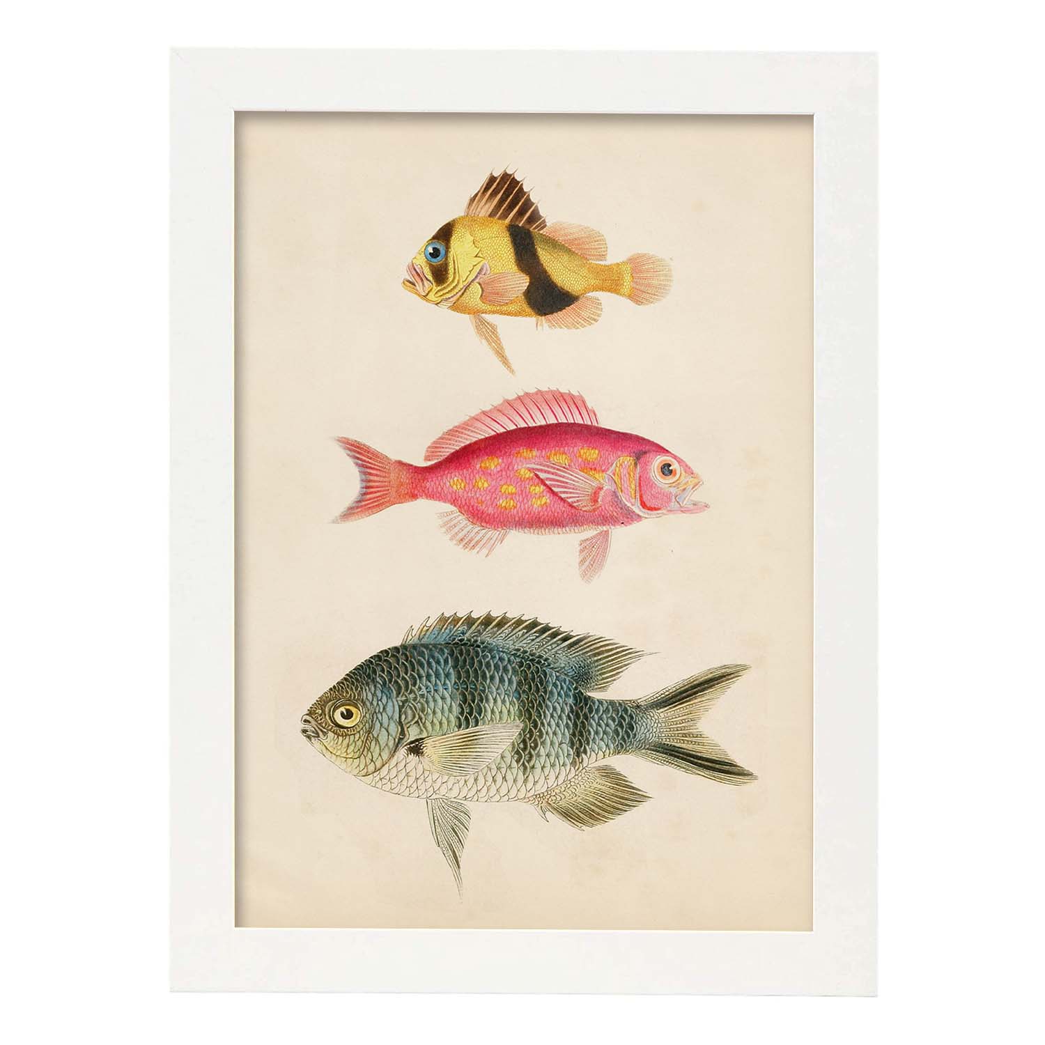 Lámina de tres peces amarillo y marron rojo, rosa, y azul y gris en , fondo papel vintage.-Artwork-Nacnic-A4-Marco Blanco-Nacnic Estudio SL
