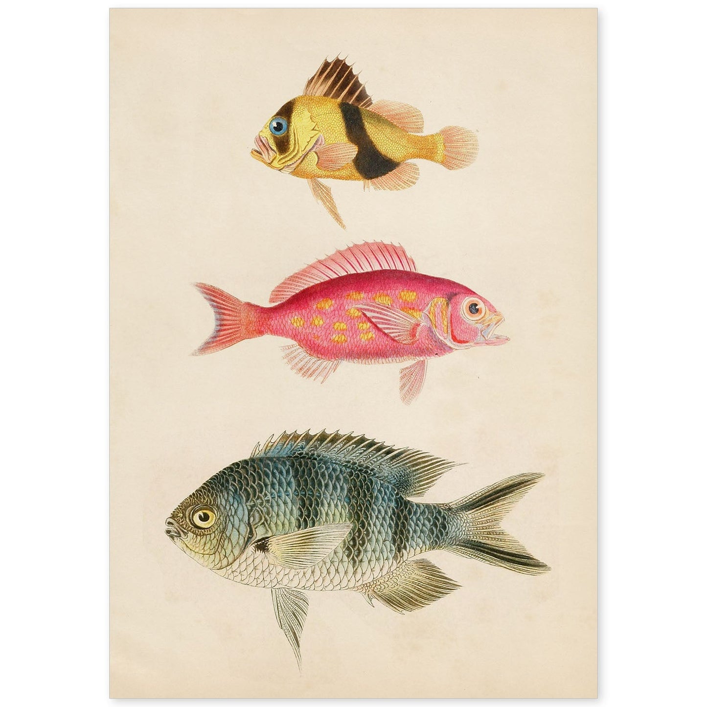 Lámina de tres peces amarillo y marron rojo, rosa, y azul y gris en , fondo papel vintage.-Artwork-Nacnic-A4-Sin marco-Nacnic Estudio SL