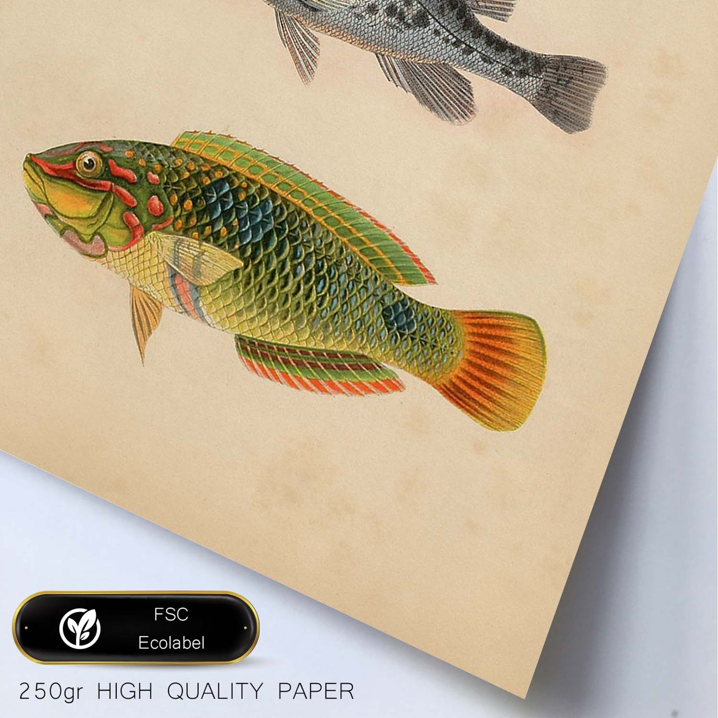 Lámina de tres peces amarillo y negro, gris y verde, naranja. en , fondo papel vintage.-Artwork-Nacnic-Nacnic Estudio SL