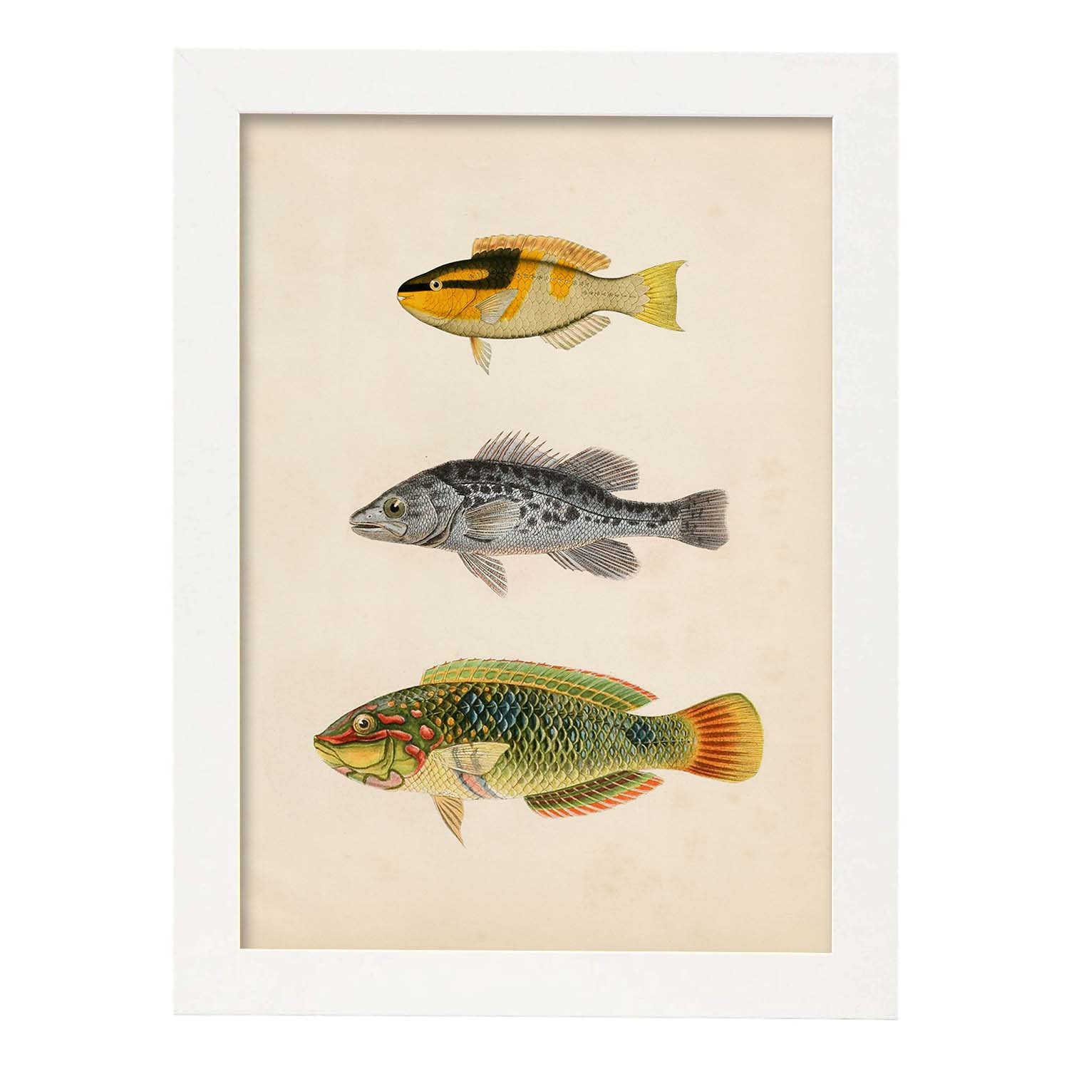 Lámina de tres peces amarillo y negro, gris y verde, naranja. en , fondo papel vintage.-Artwork-Nacnic-A3-Marco Blanco-Nacnic Estudio SL