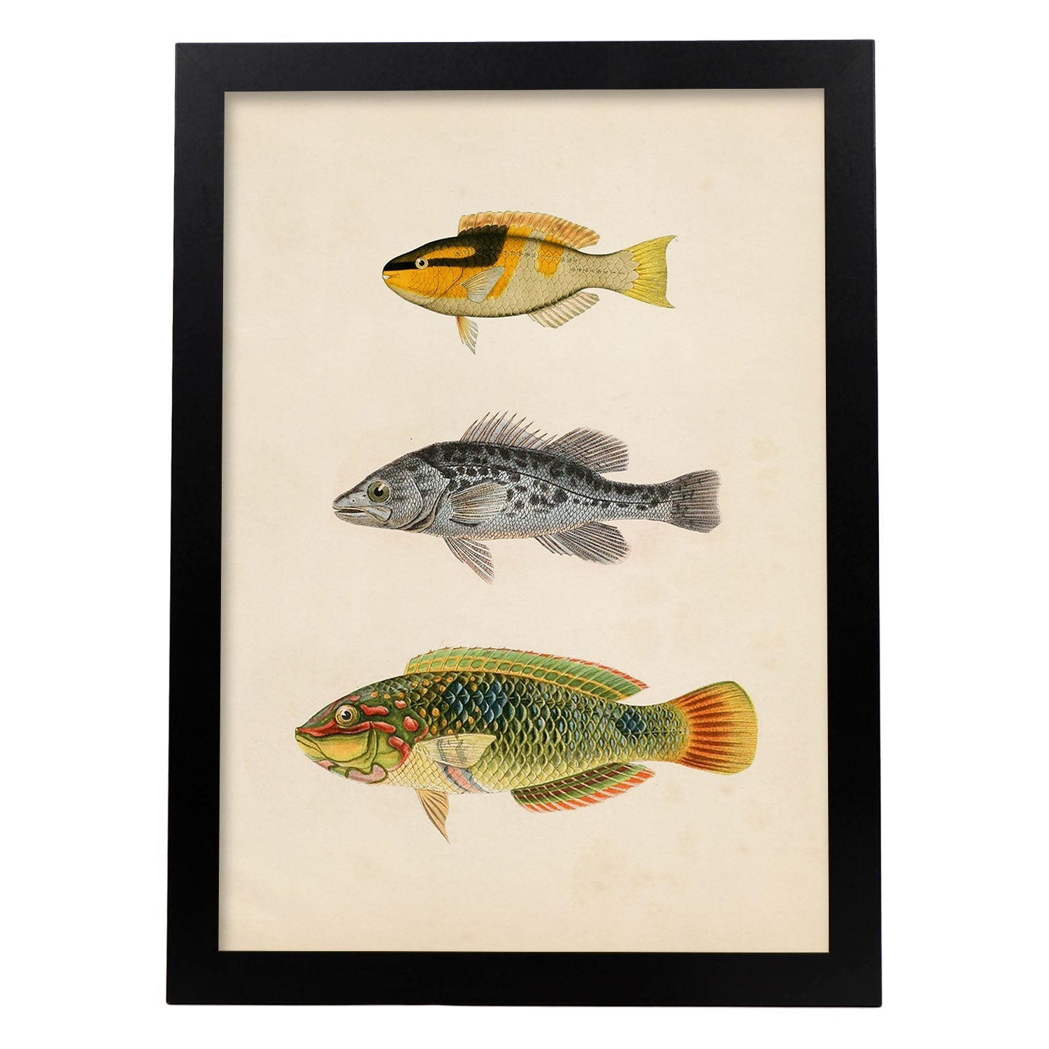 Lámina de tres peces amarillo y negro, gris y verde, naranja. en , fondo papel vintage.-Artwork-Nacnic-A3-Marco Negro-Nacnic Estudio SL