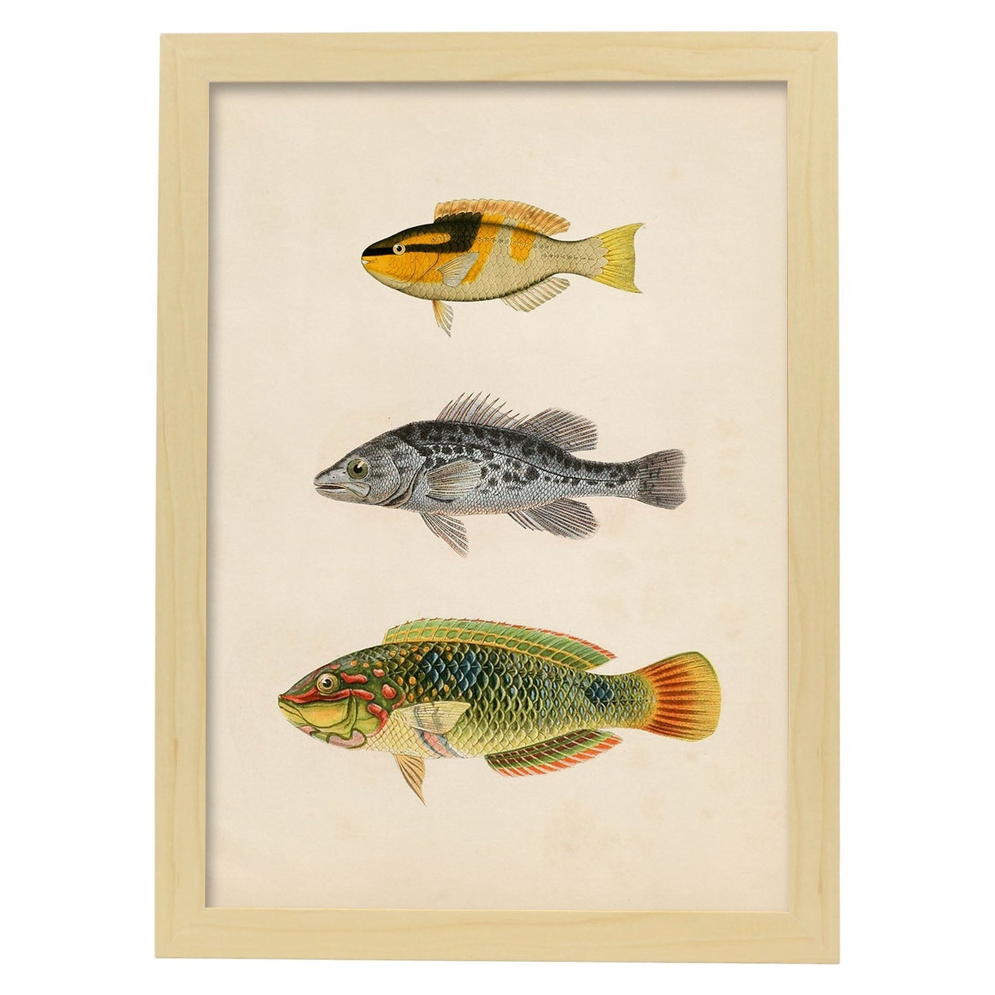 Lámina de tres peces amarillo y negro, gris y verde, naranja. en , fondo papel vintage.-Artwork-Nacnic-A4-Marco Madera clara-Nacnic Estudio SL